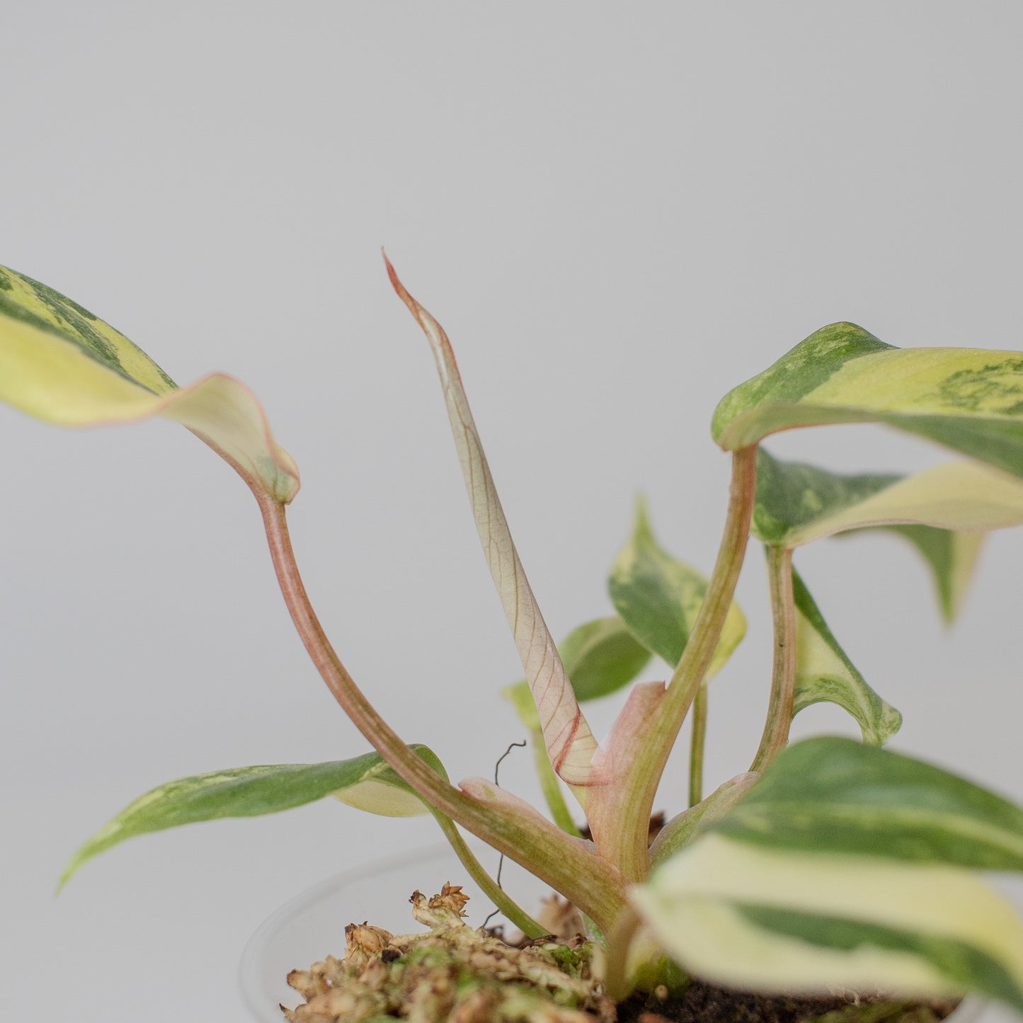 Philodendron Gloriosum Variegated Type 2 (2509)