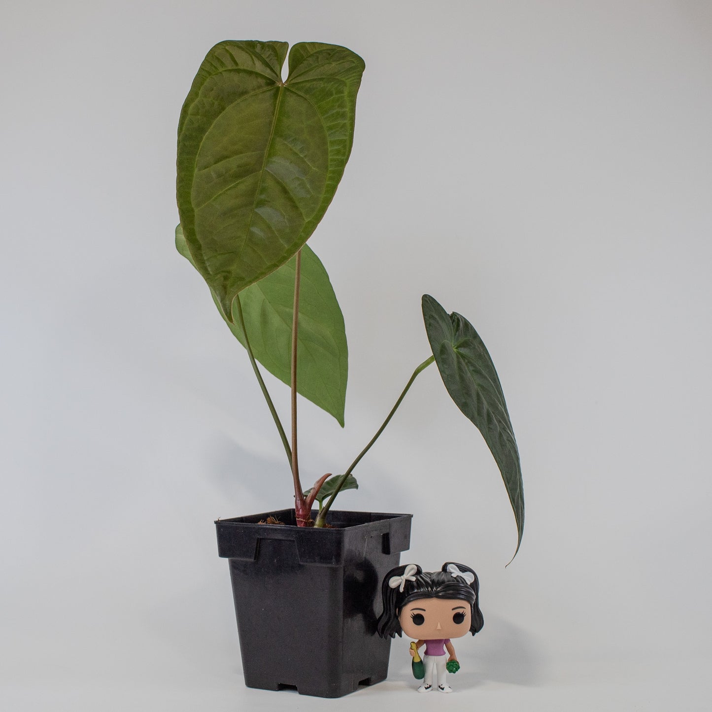 Anthurium NSE Red Crystal x Gigi (2514)