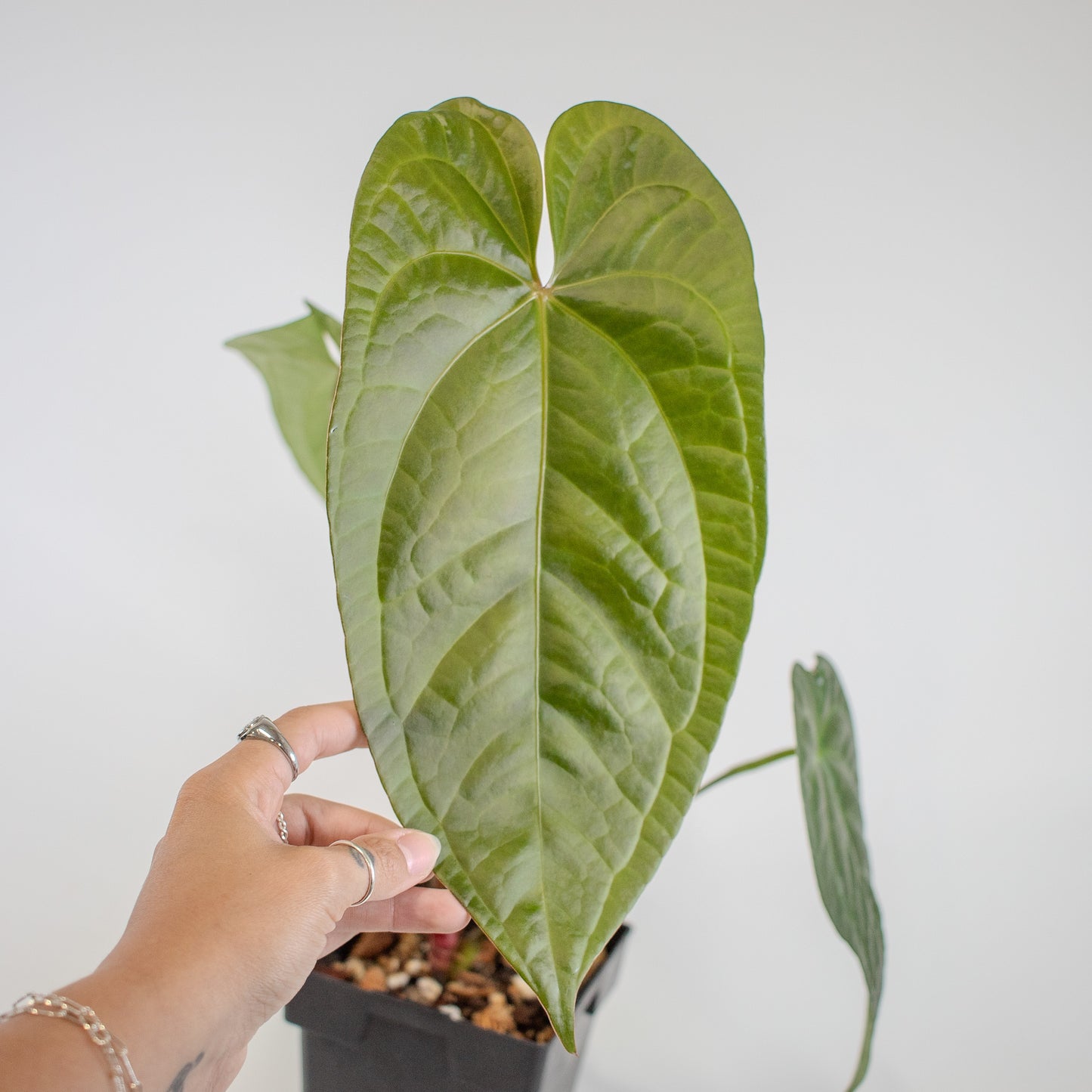 Anthurium NSE Red Crystal x Gigi (2514)