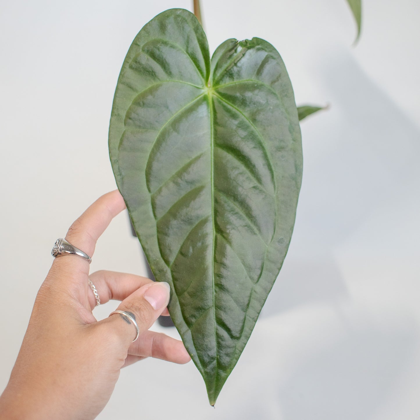 Anthurium NSE Red Crystal x Gigi (2514)