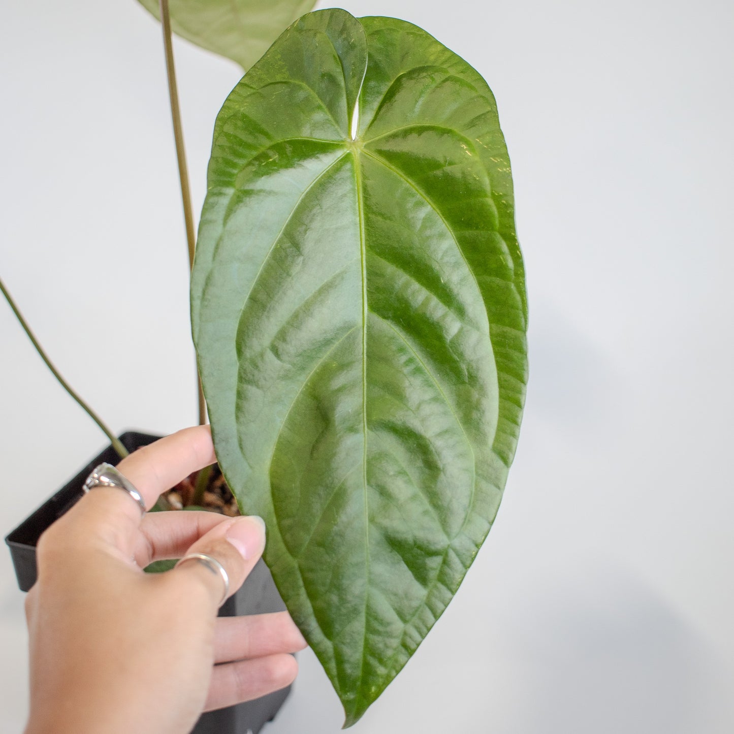 Anthurium NSE Red Crystal x Gigi (2514)