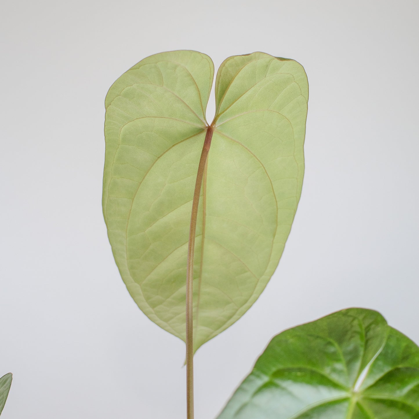 Anthurium NSE Red Crystal x Gigi (2514)