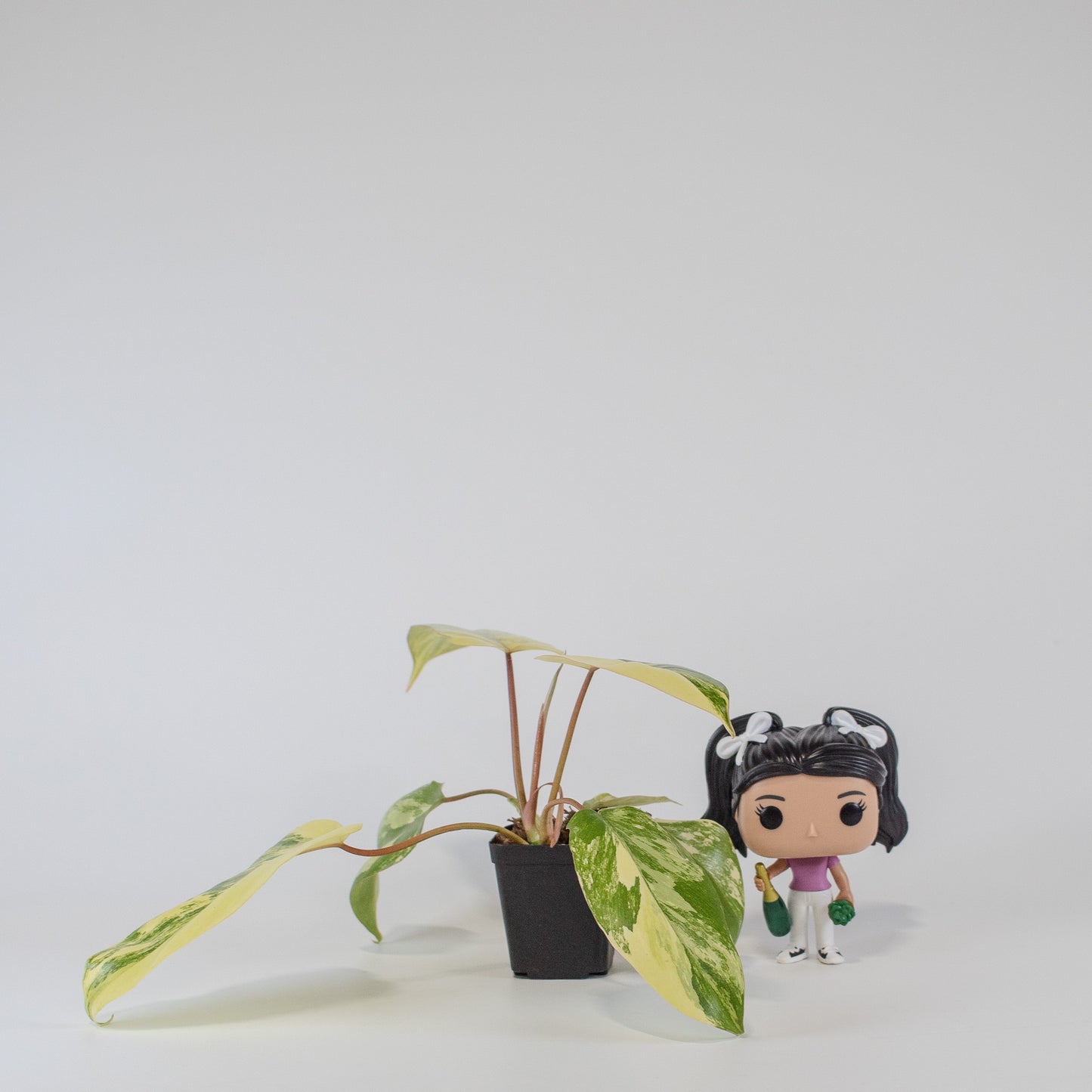 Philodendron Florida Beauty x Distantilobum Variegated (2501)