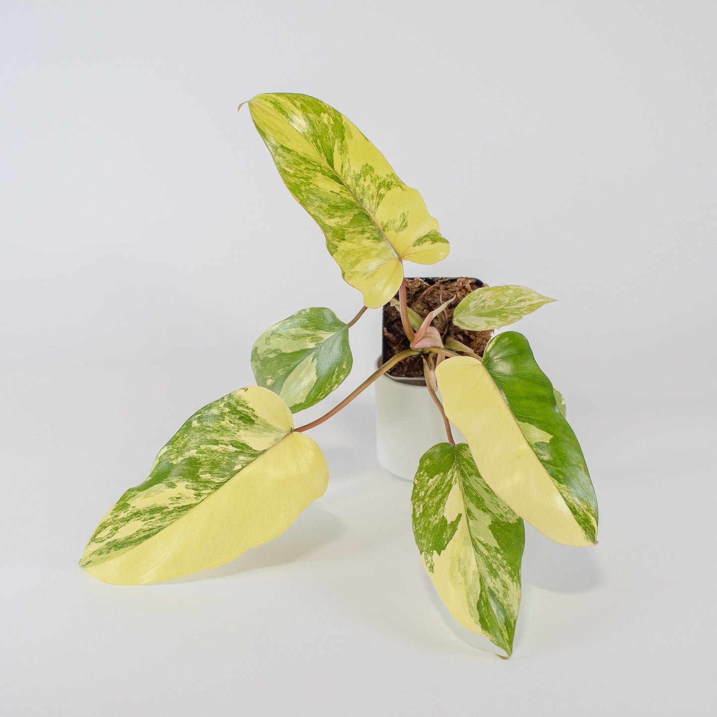Philodendron Florida Beauty x Distantilobum Variegated (2501)