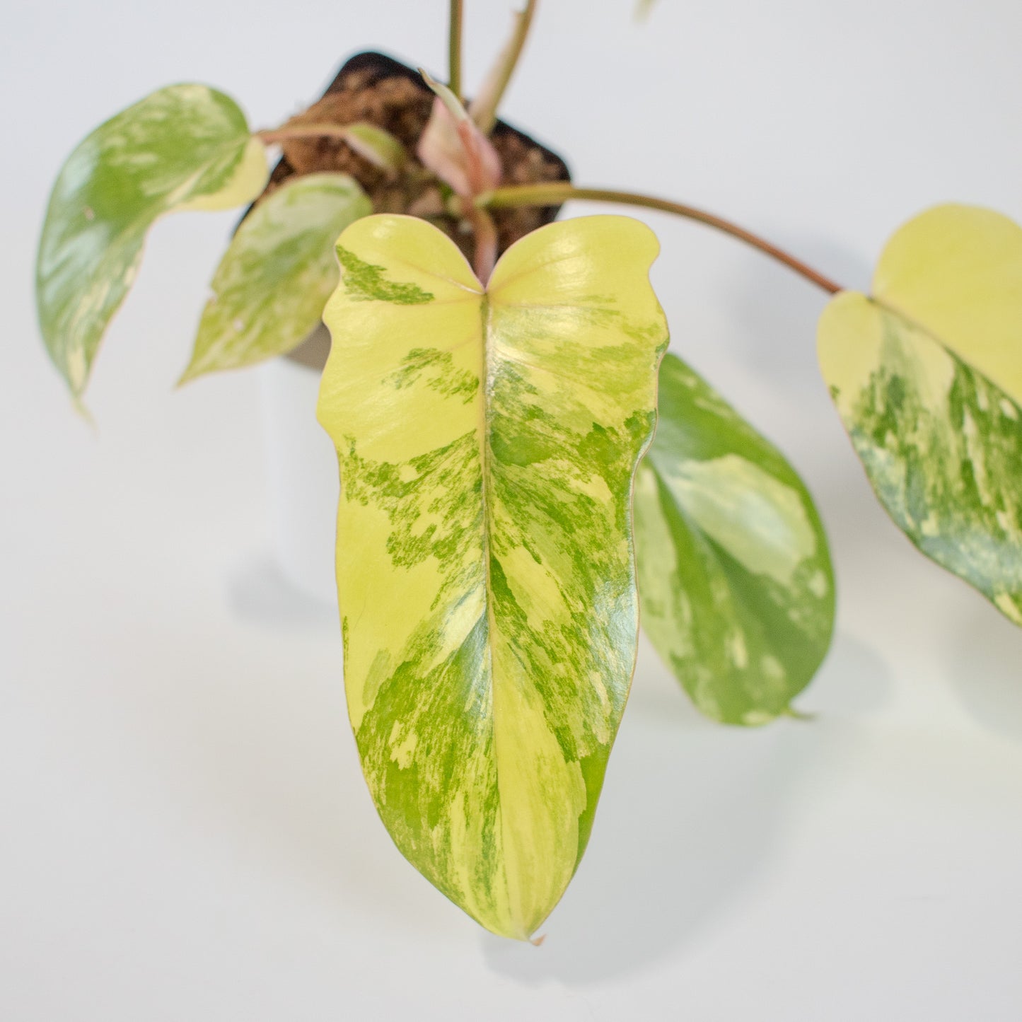 Philodendron Florida Beauty x Distantilobum Variegated (2501)