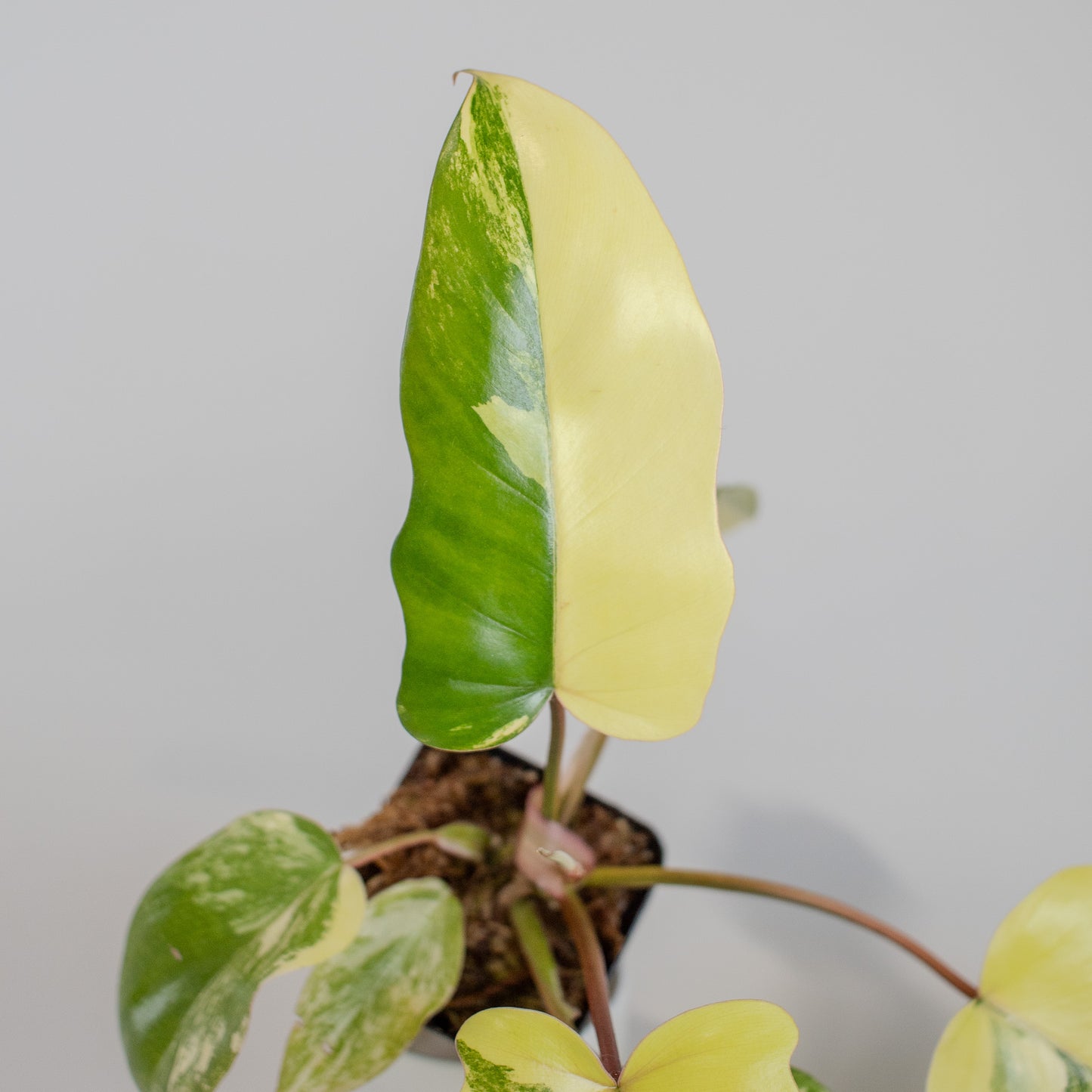 Philodendron Florida Beauty x Distantilobum Variegated (2501)