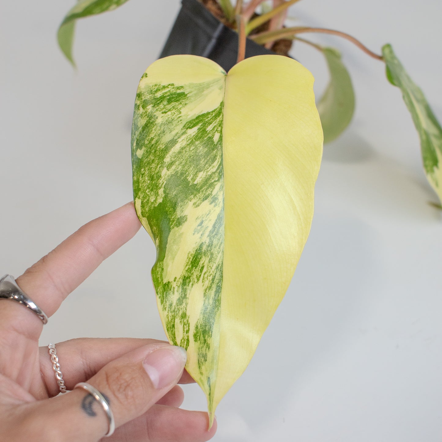 Philodendron Florida Beauty x Distantilobum Variegated (2501)