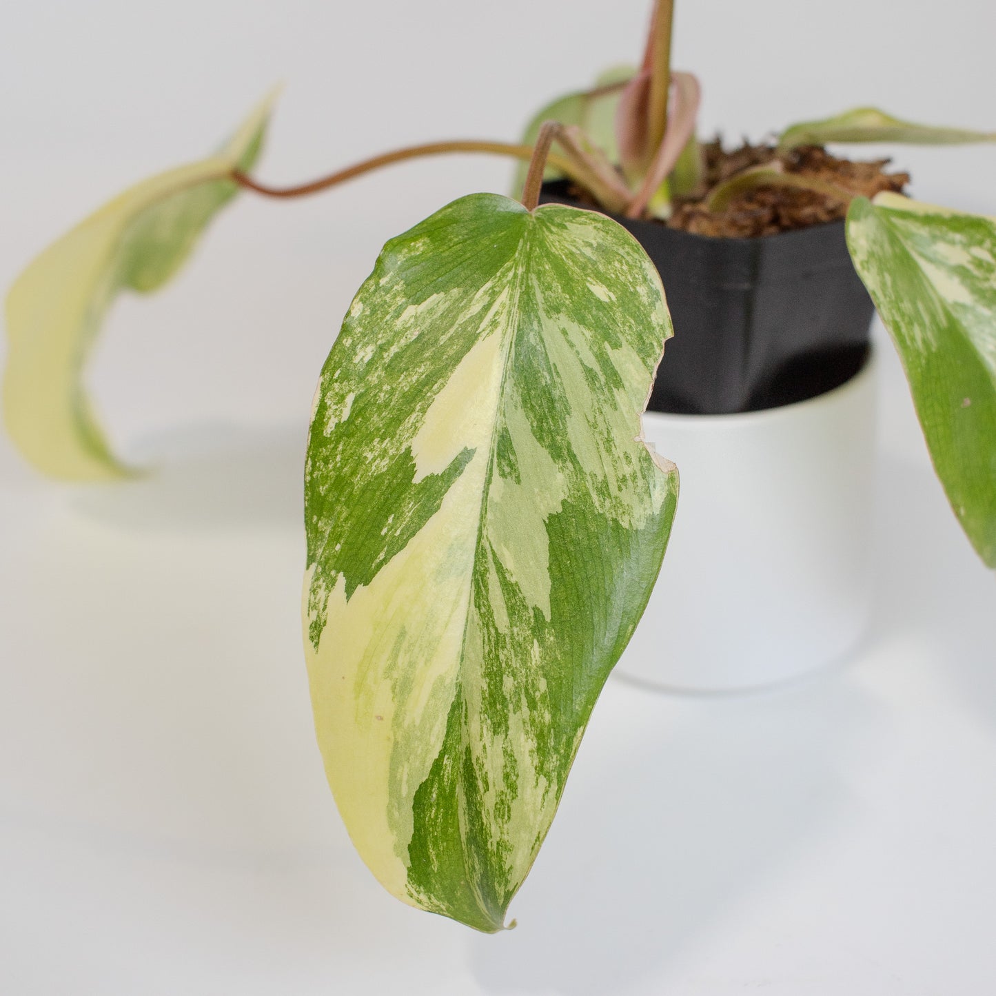 Philodendron Florida Beauty x Distantilobum Variegated (2501)