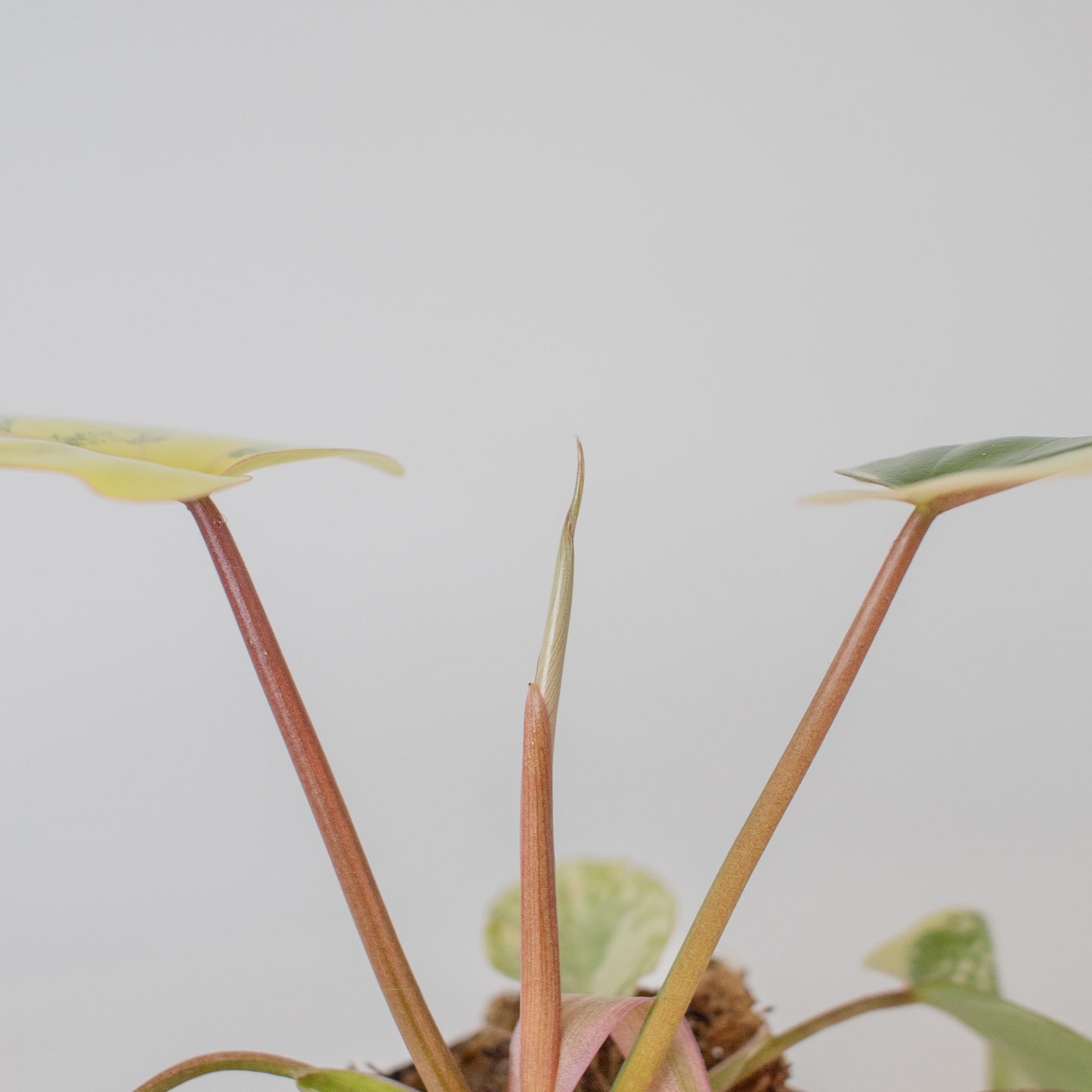 Philodendron Florida Beauty x Distantilobum Variegated (2501)