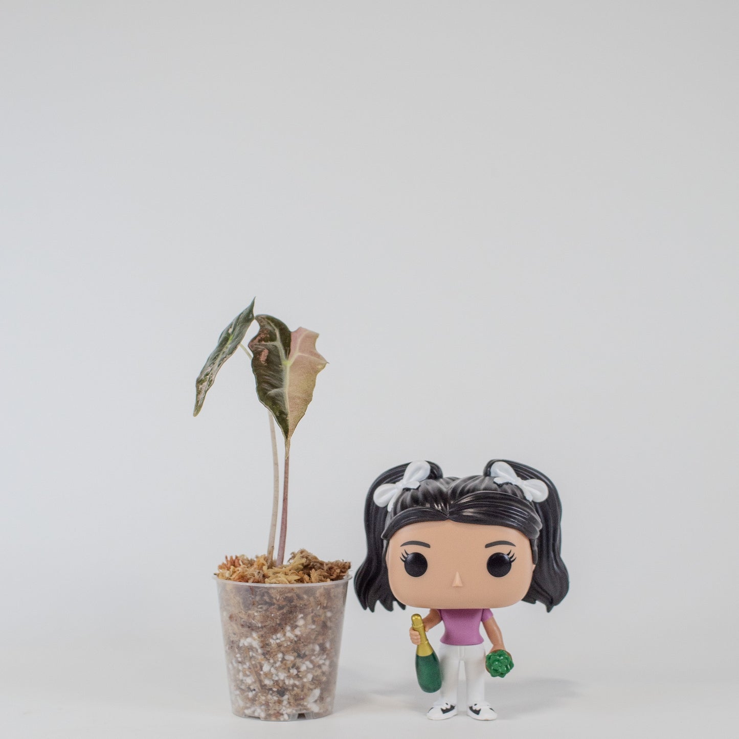 Alocasia 'Nobilis' True Pink Variegated (2502)