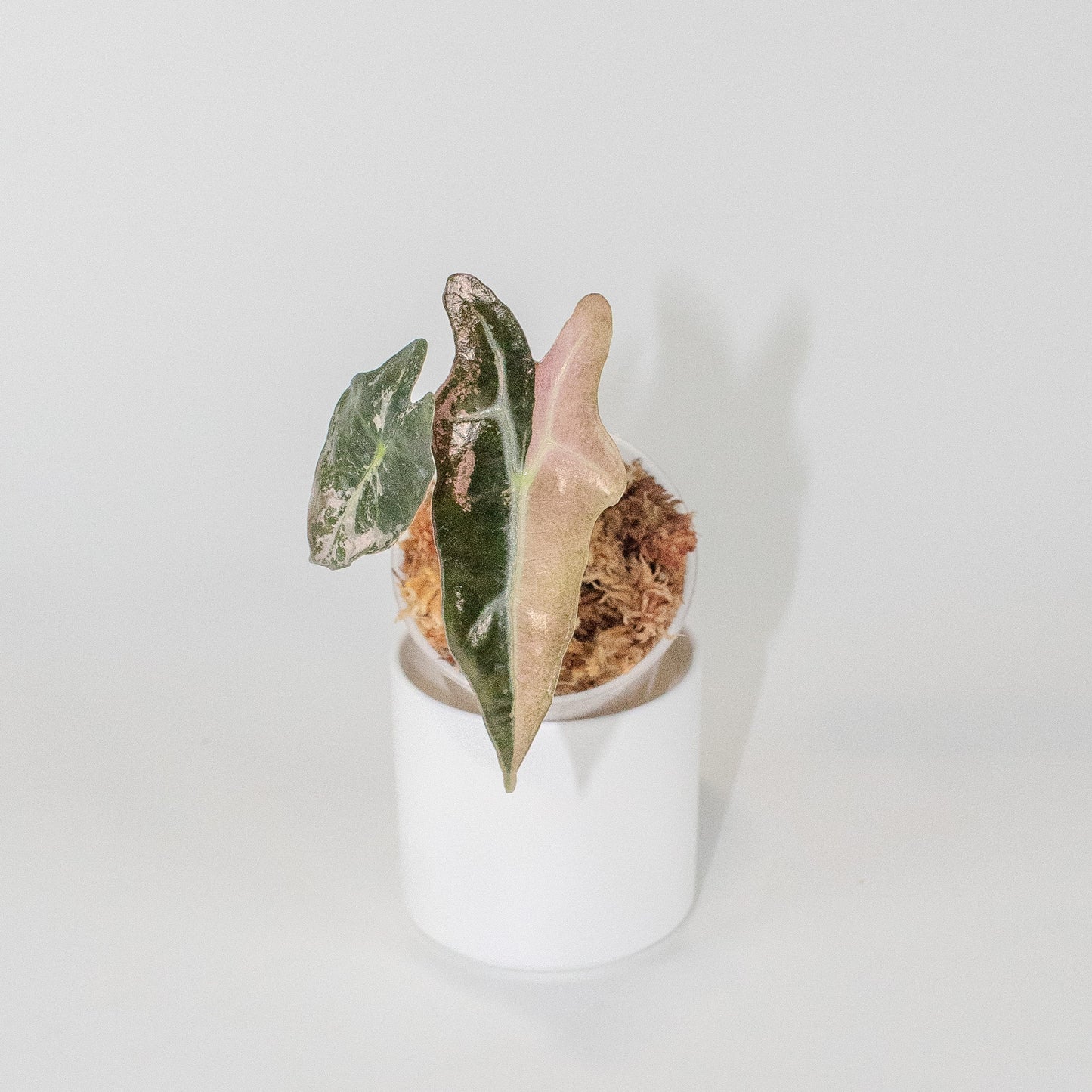 Alocasia 'Nobilis' True Pink Variegated (2502)