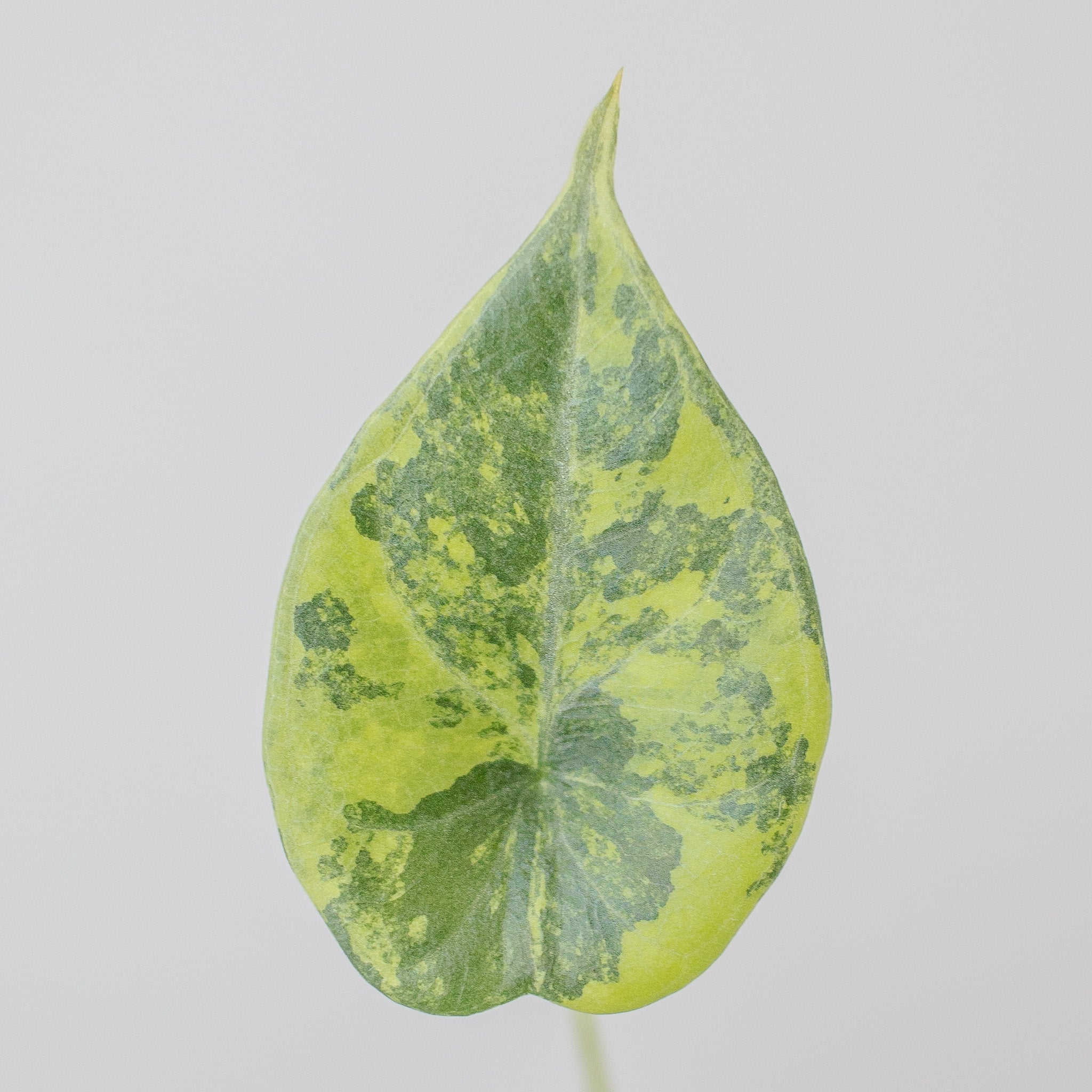 Unicorn Plants – Dandi Plants