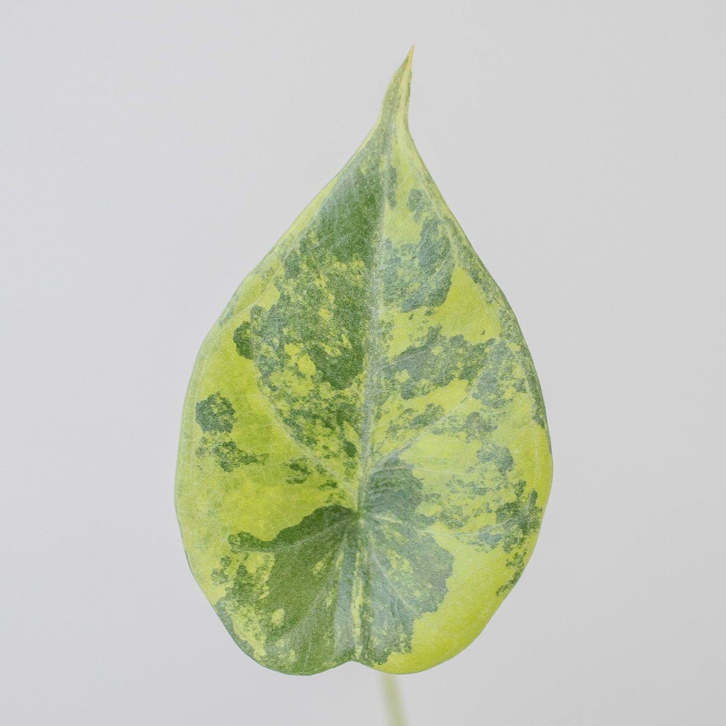 Alocasia 'Maharani' Aurea Variegated (2520)