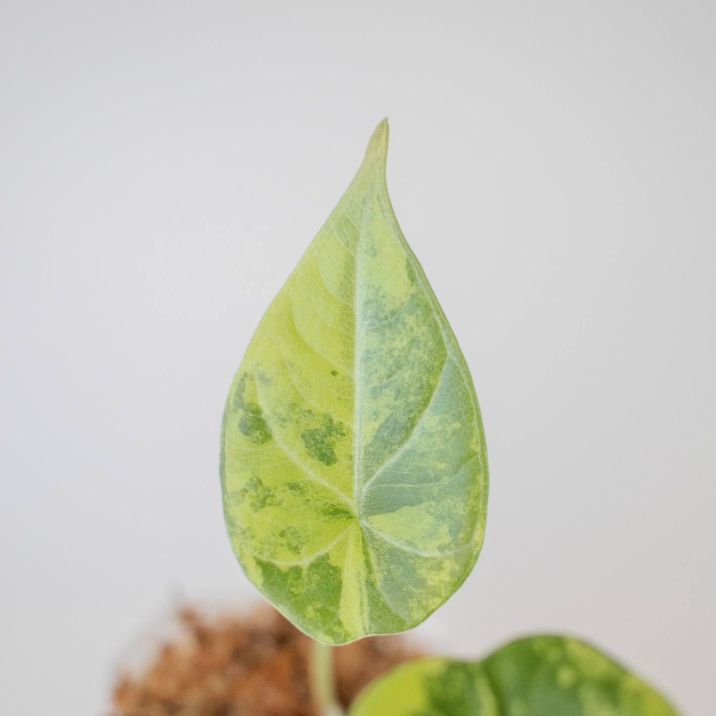 Alocasia 'Maharani' Aurea Variegated (2520)