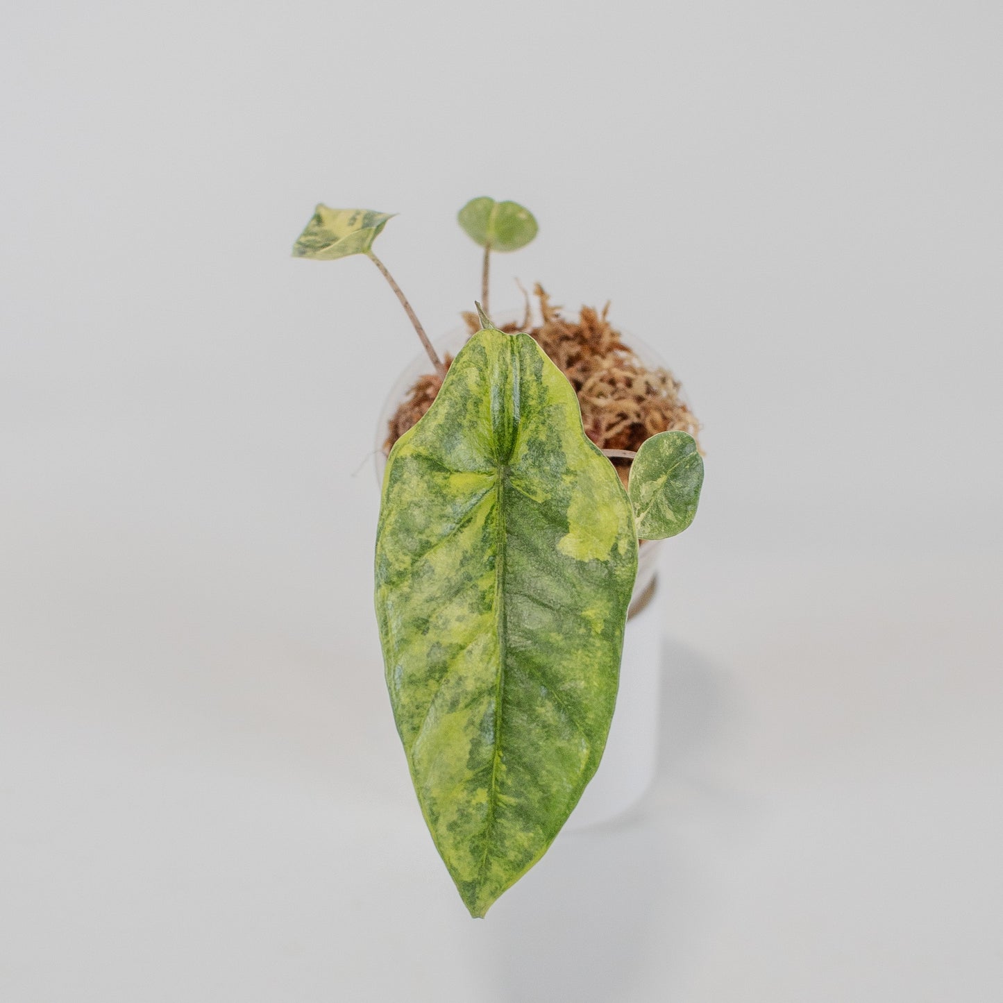 Alocasia Heterophylla 'Metallic Blue' Aurea Variegated (2505)