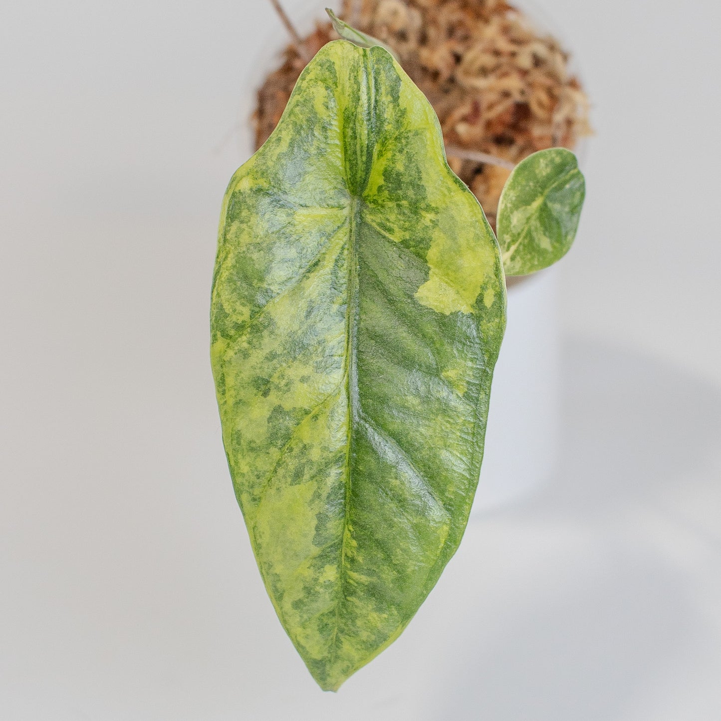 Alocasia Heterophylla 'Metallic Blue' Aurea Variegated (2505)