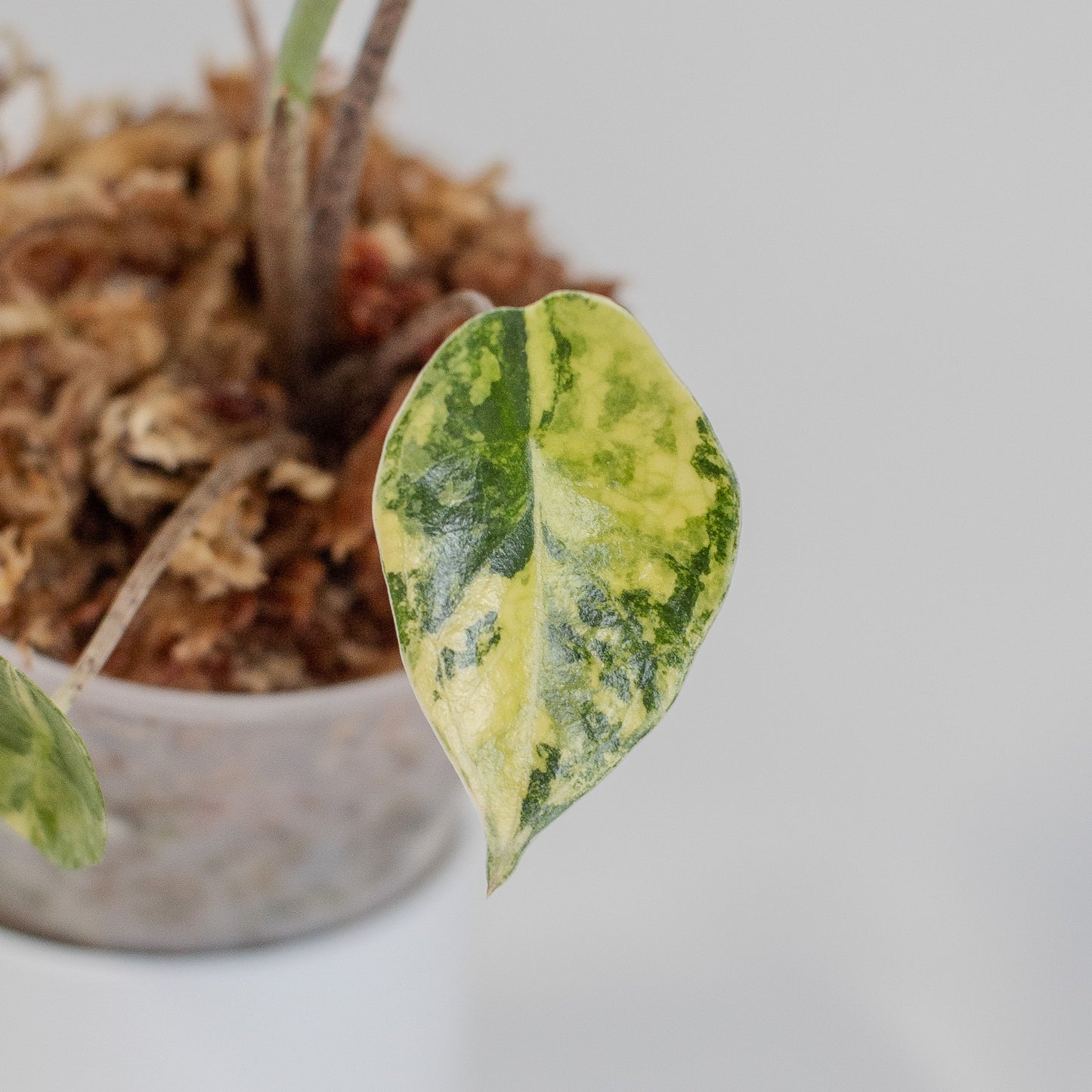 Alocasia Heterophylla 'Metallic Blue' Aurea Variegated (2505)