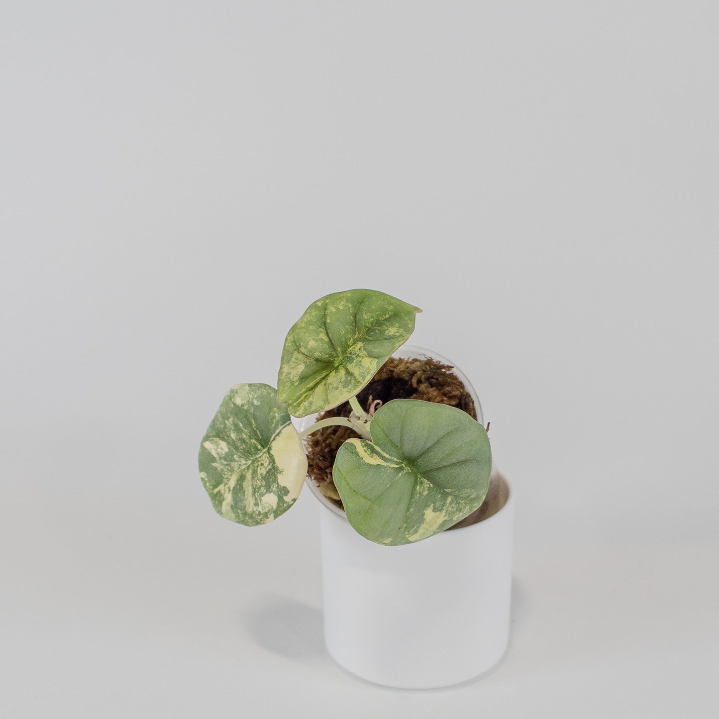 Alocasia 'Nebula' Gold (2515)