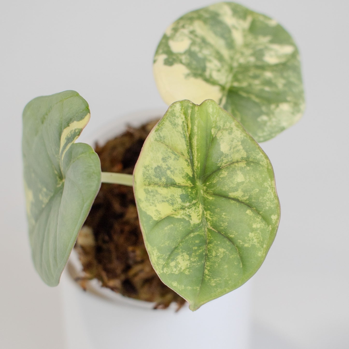 Alocasia 'Nebula' Gold (2515)