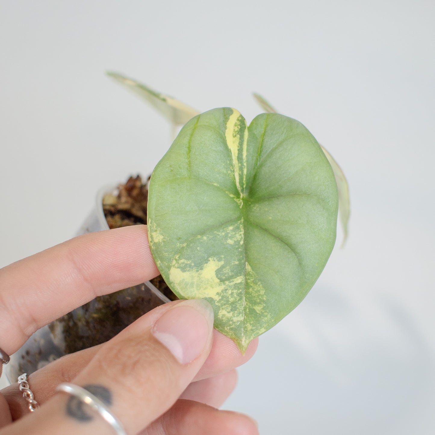 Alocasia 'Nebula' Gold (2515)