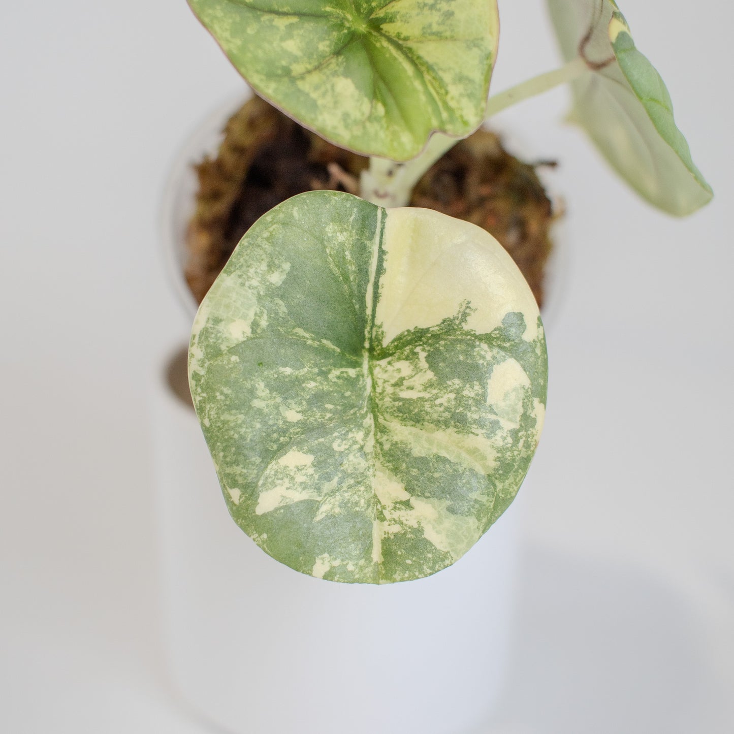Alocasia 'Nebula' Gold (2515)