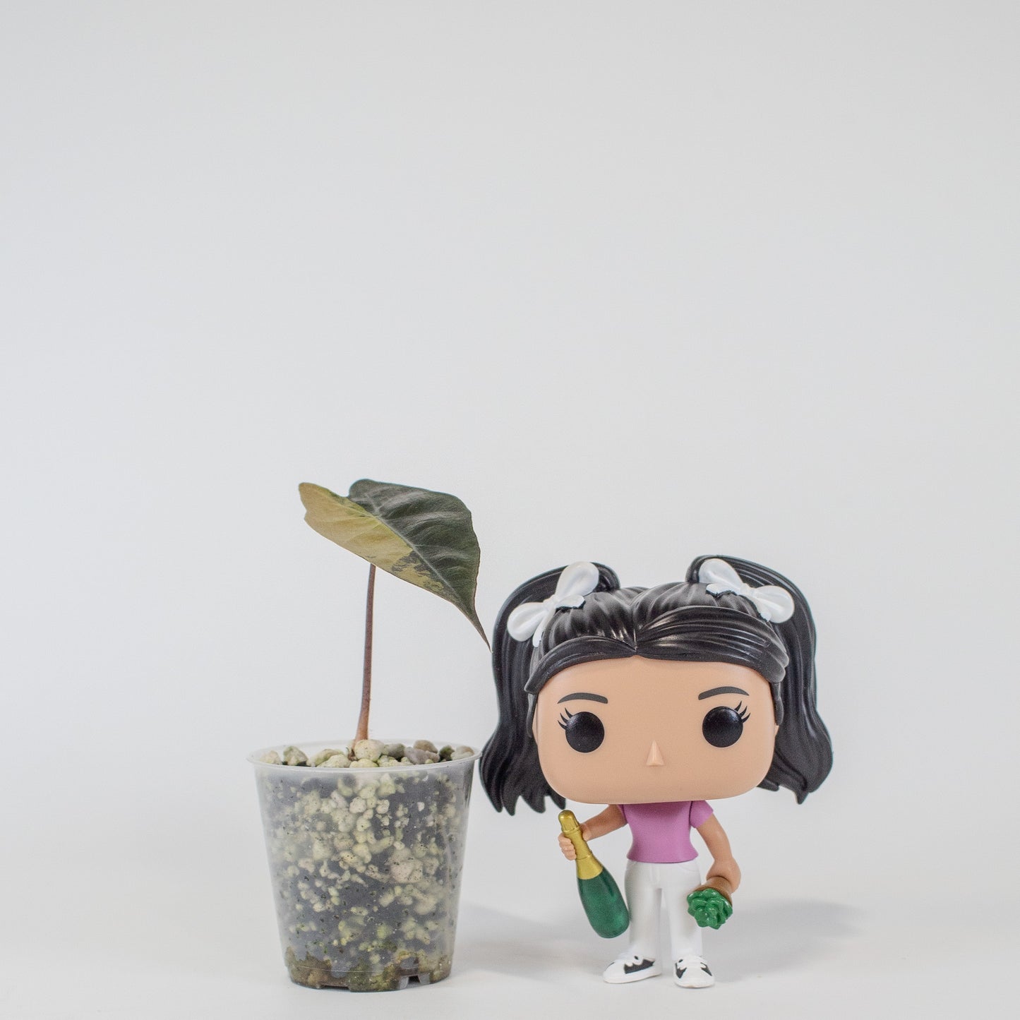 Alocasia Sanderiana Aurea (2517)