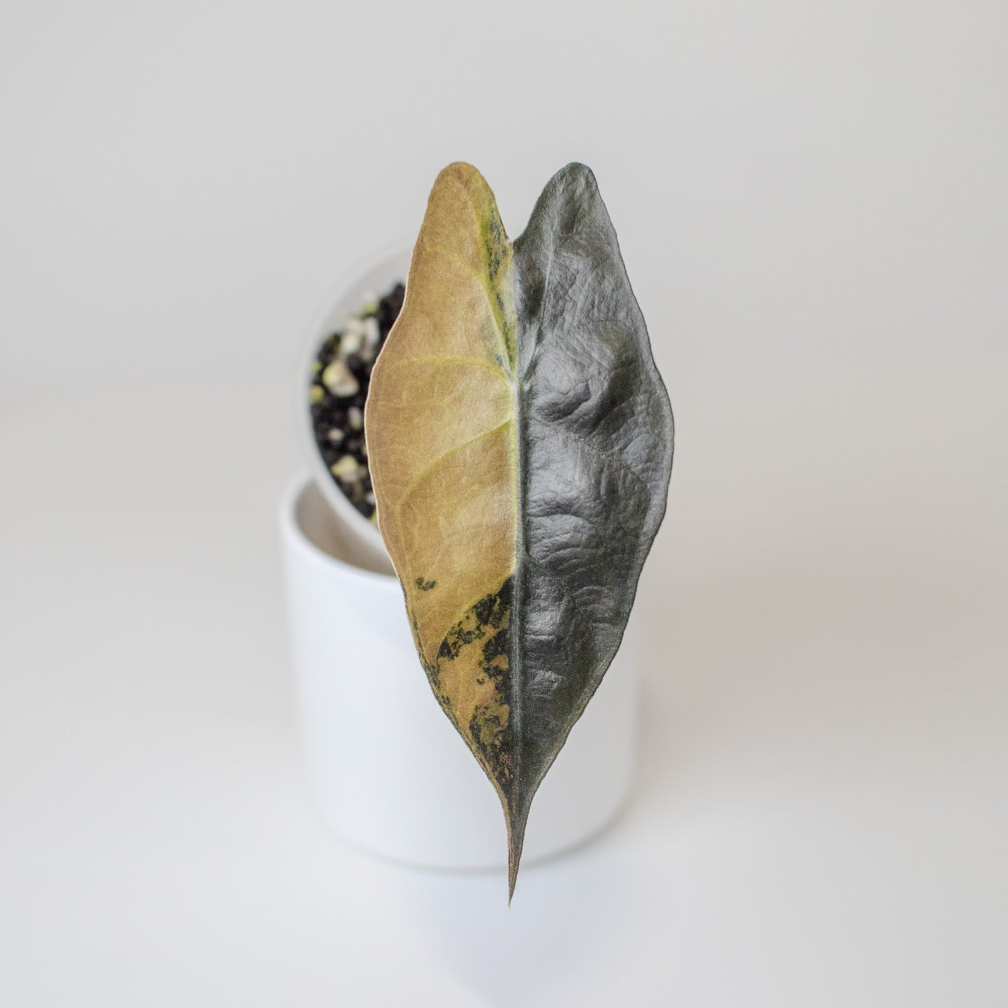 Alocasia Sanderiana Aurea (2517)