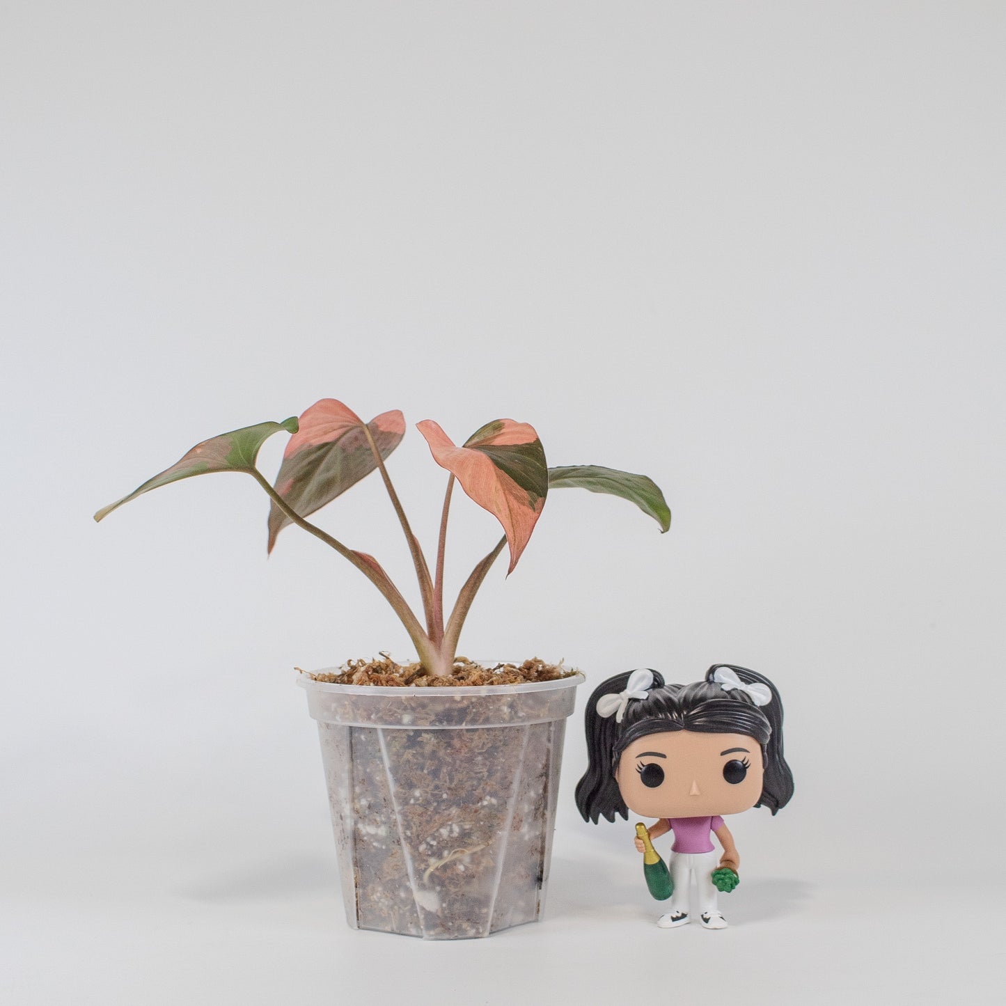 Homalomena Pink Diamond (2508)