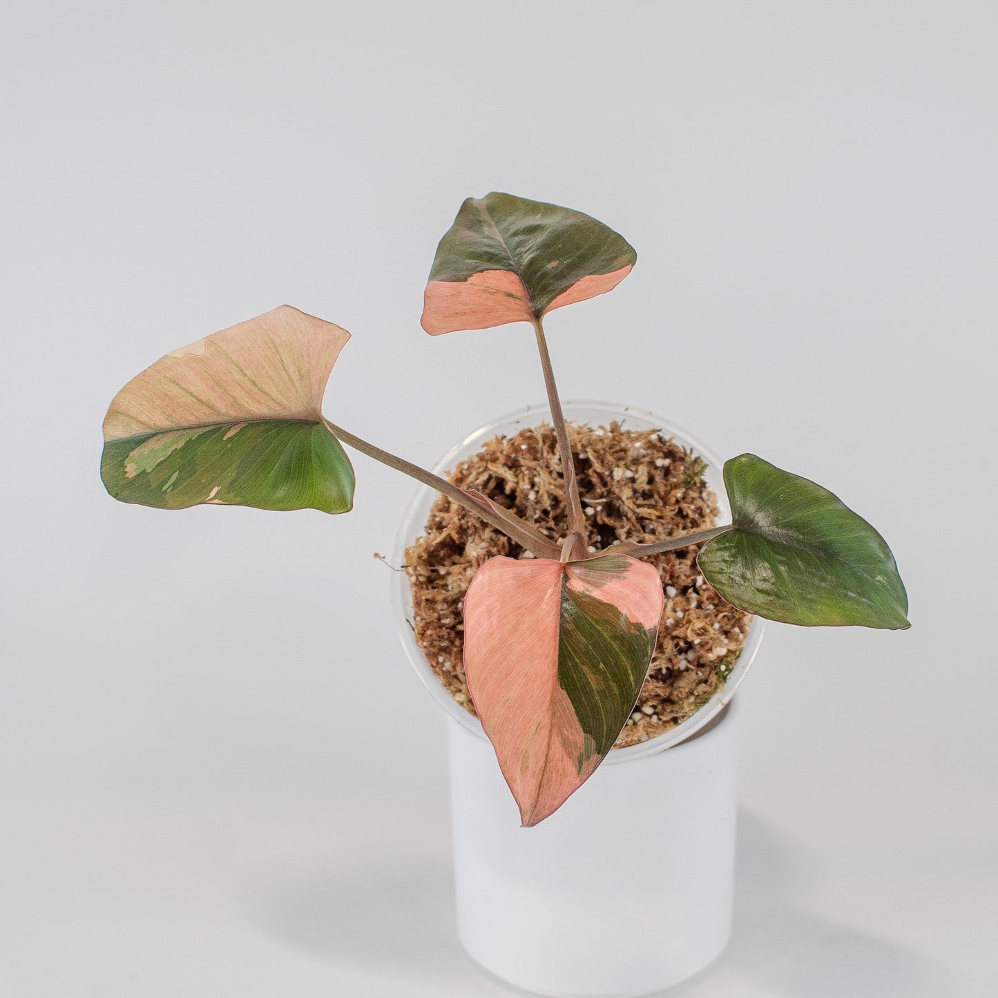 Homalomena Pink Diamond (2508)