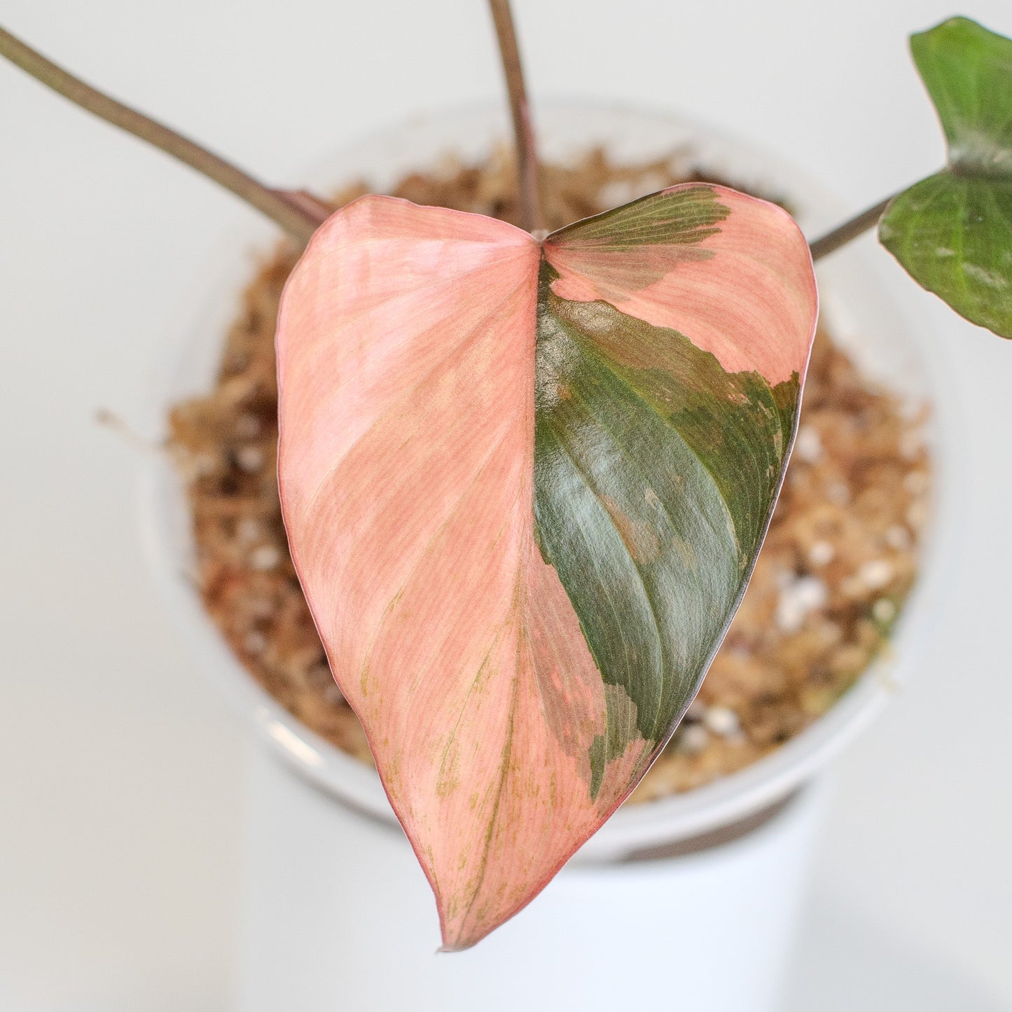 Homalomena Pink Diamond (2508)