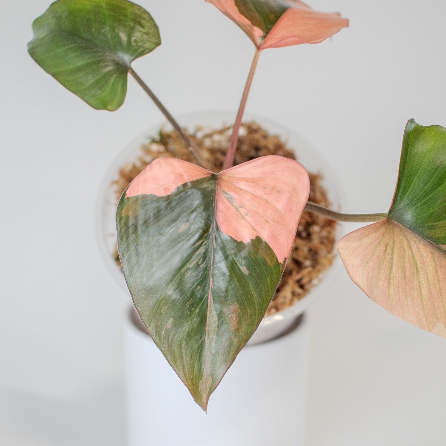 Homalomena Pink Diamond (2508)