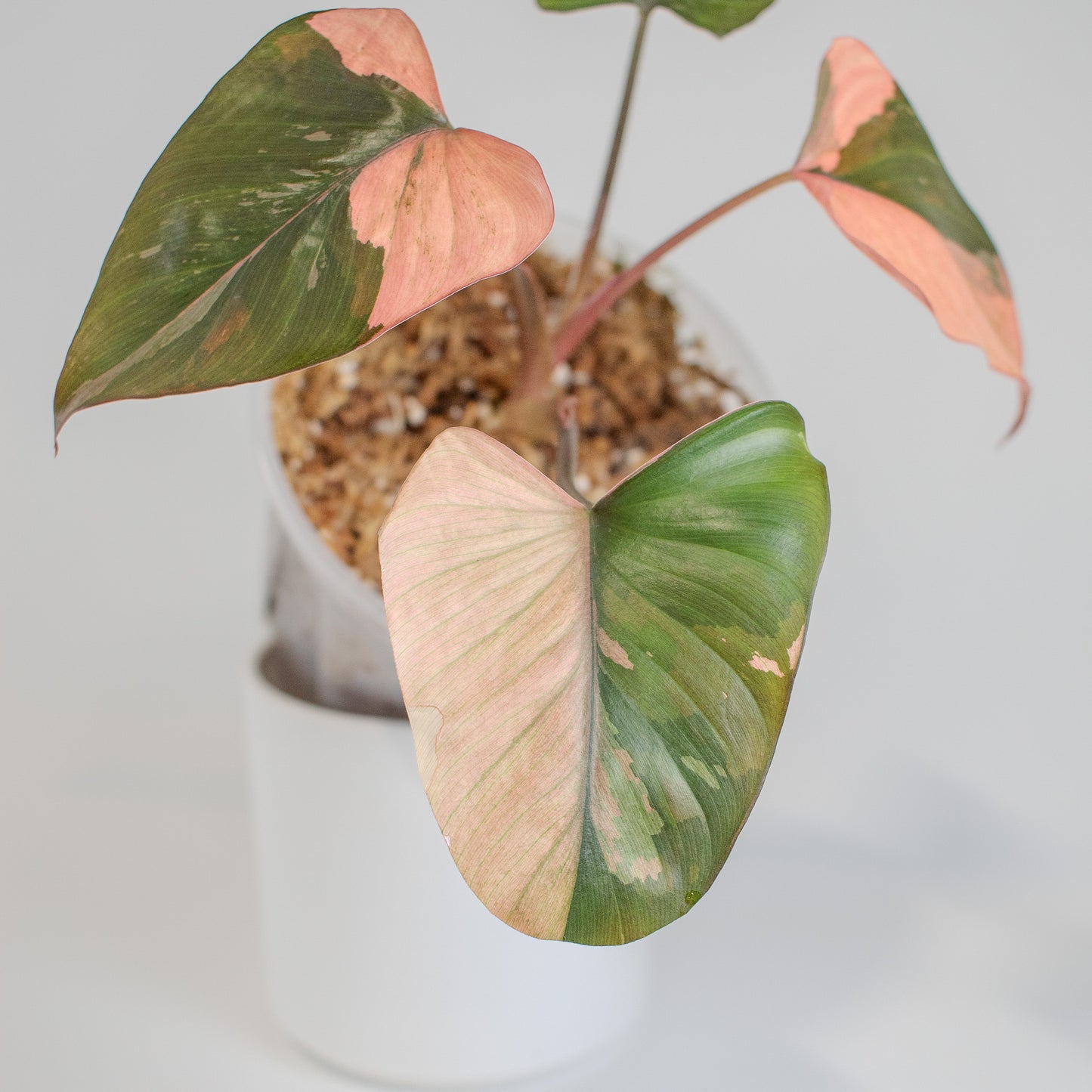 Homalomena Pink Diamond (2508)
