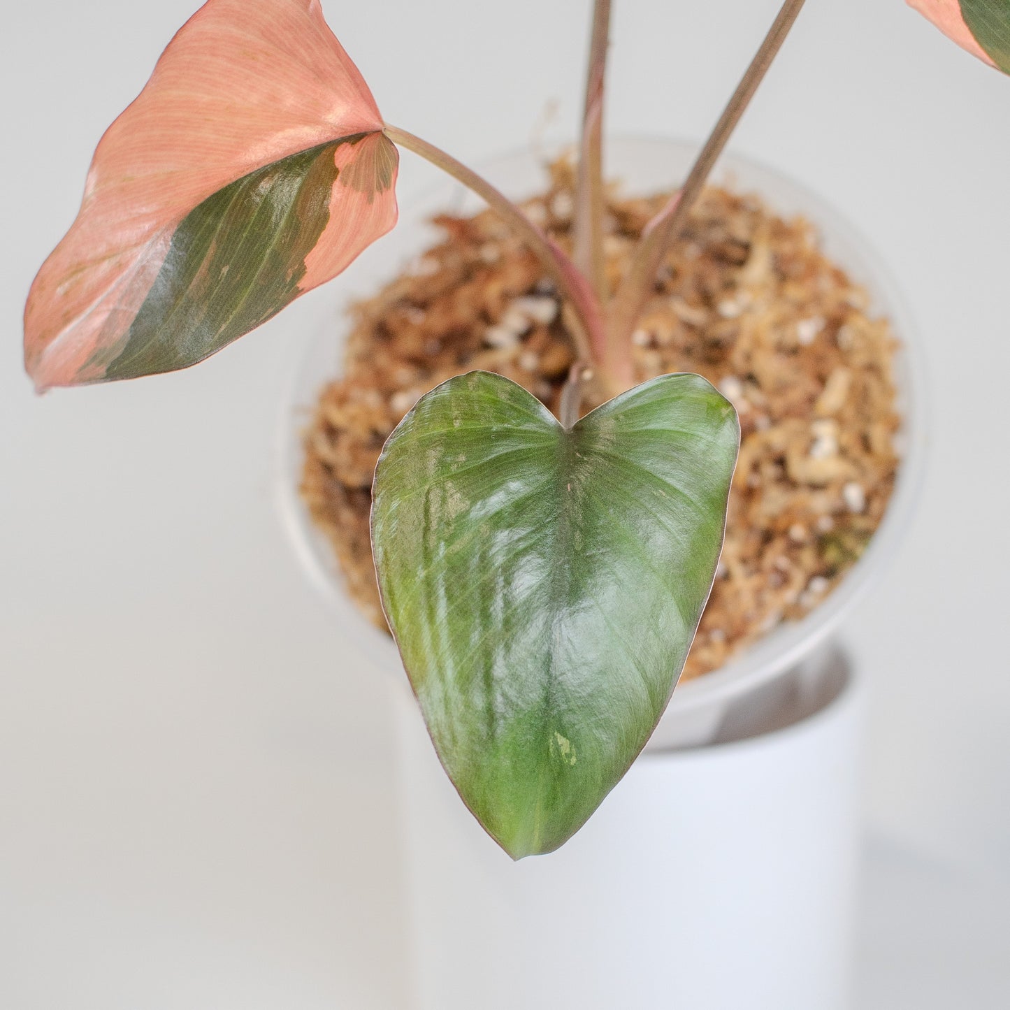 Homalomena Pink Diamond (2508)