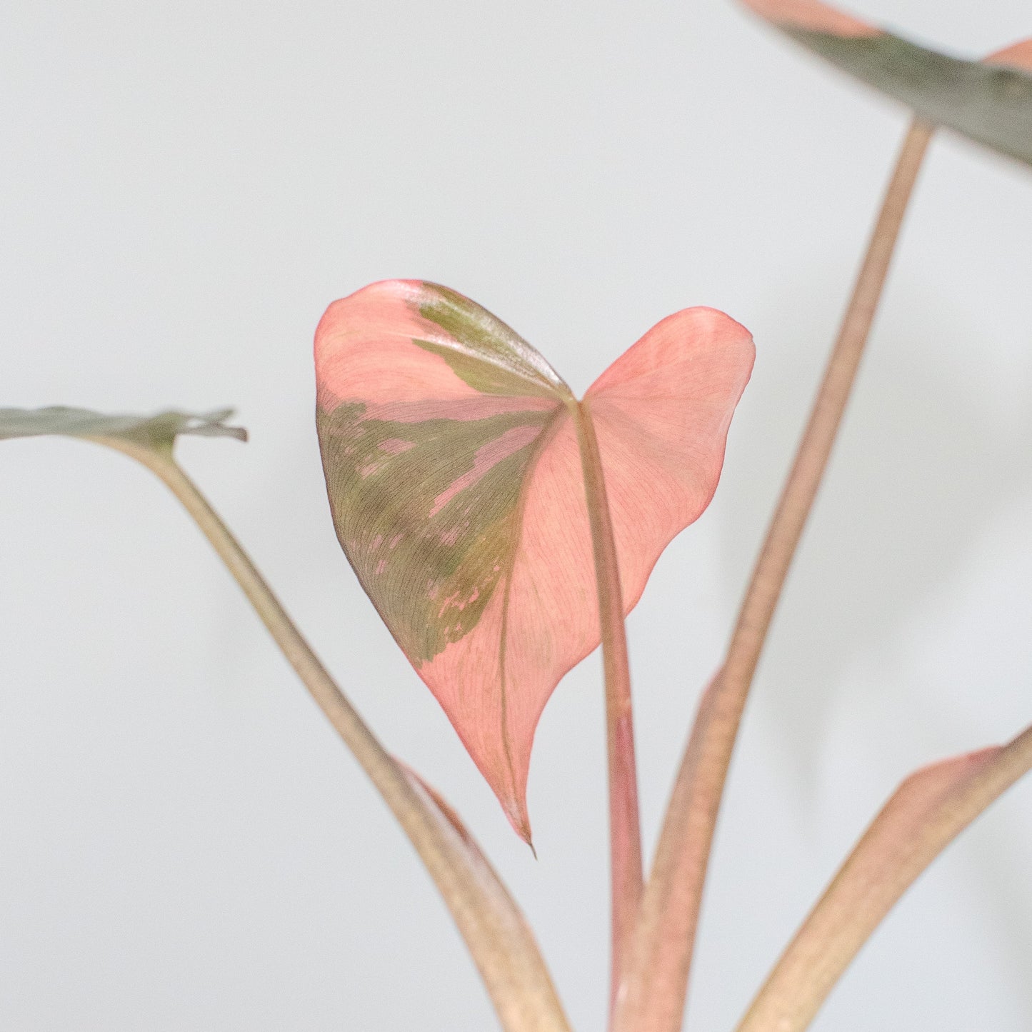 Homalomena Pink Diamond (2508)