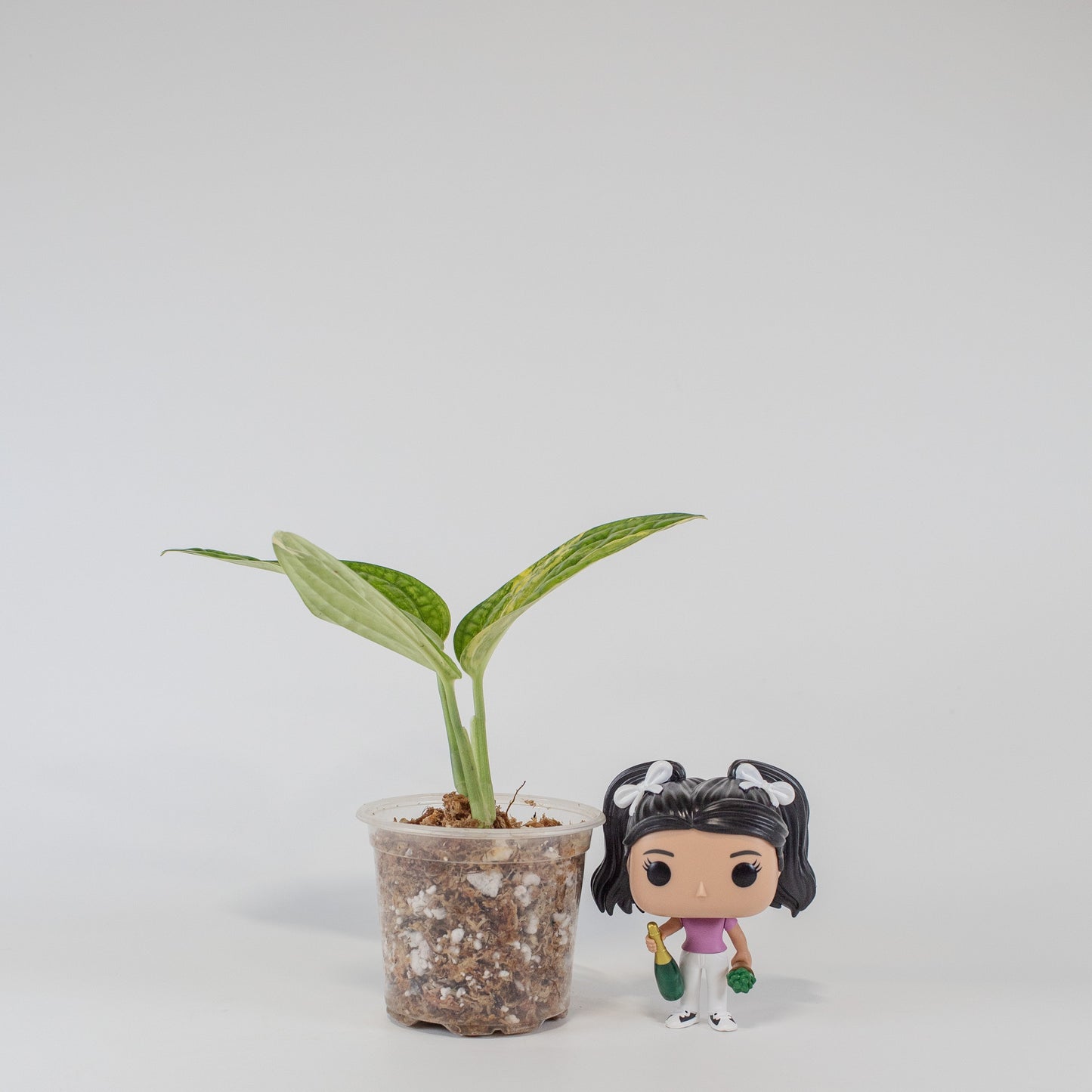 Monstera Peru Variegated (2504)