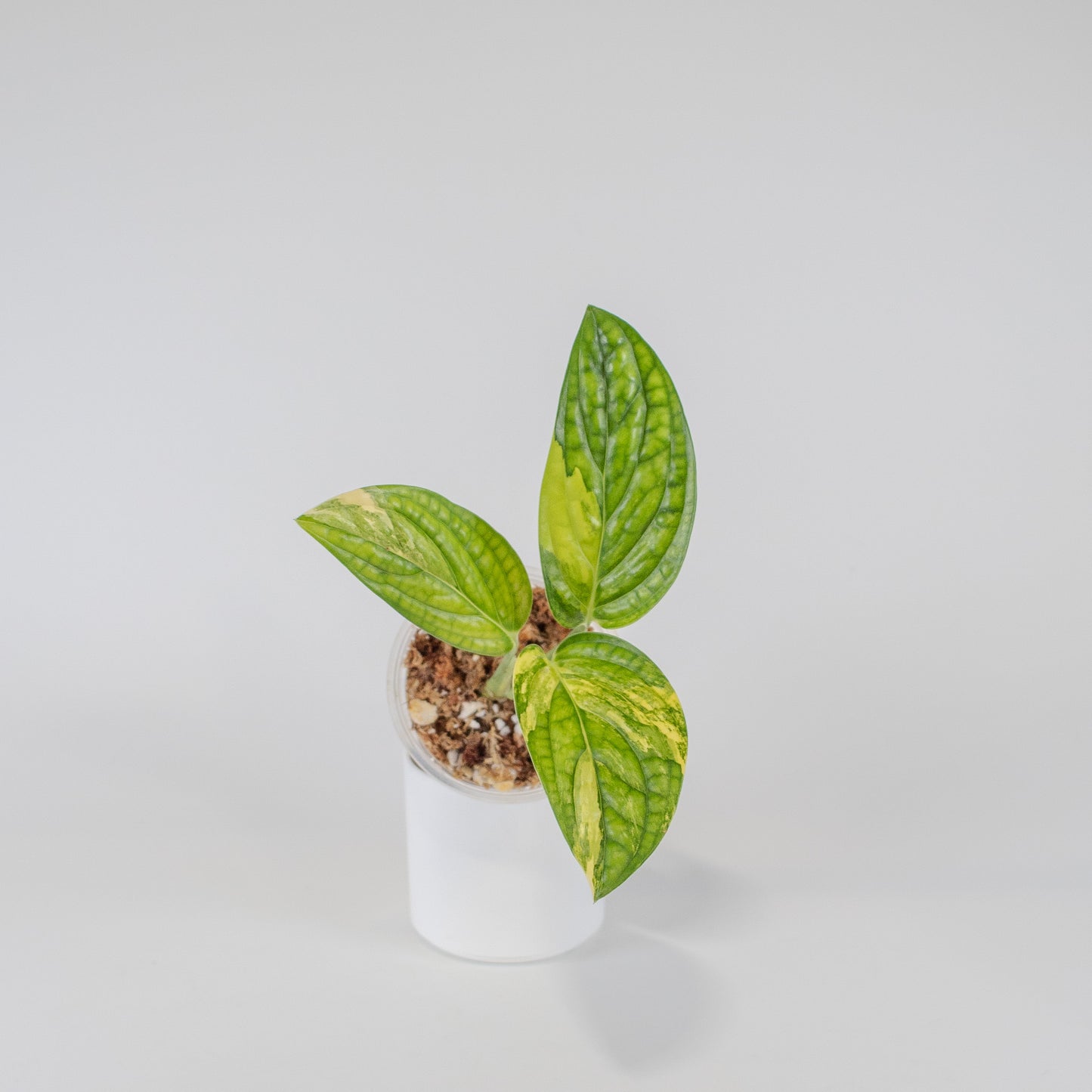 Monstera Peru Variegated (2504)