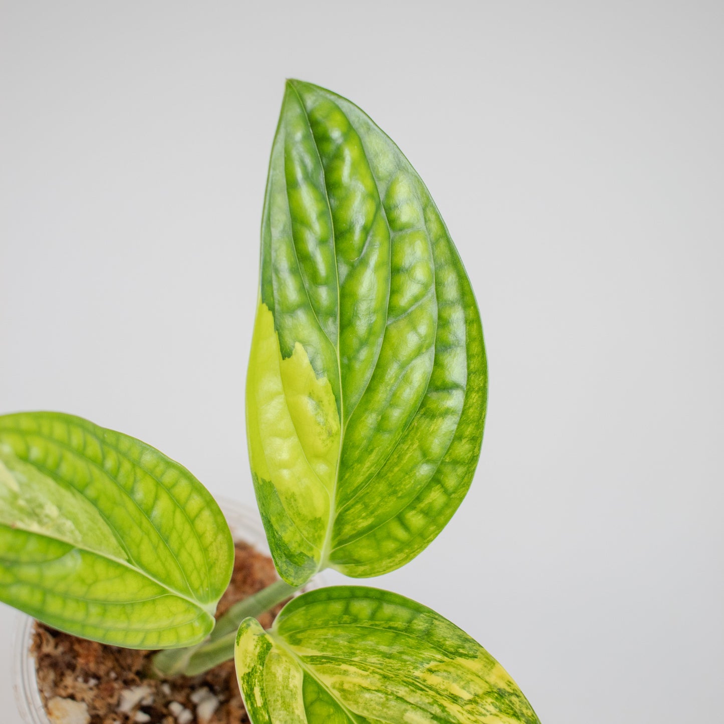 Monstera Peru Variegated (2504)