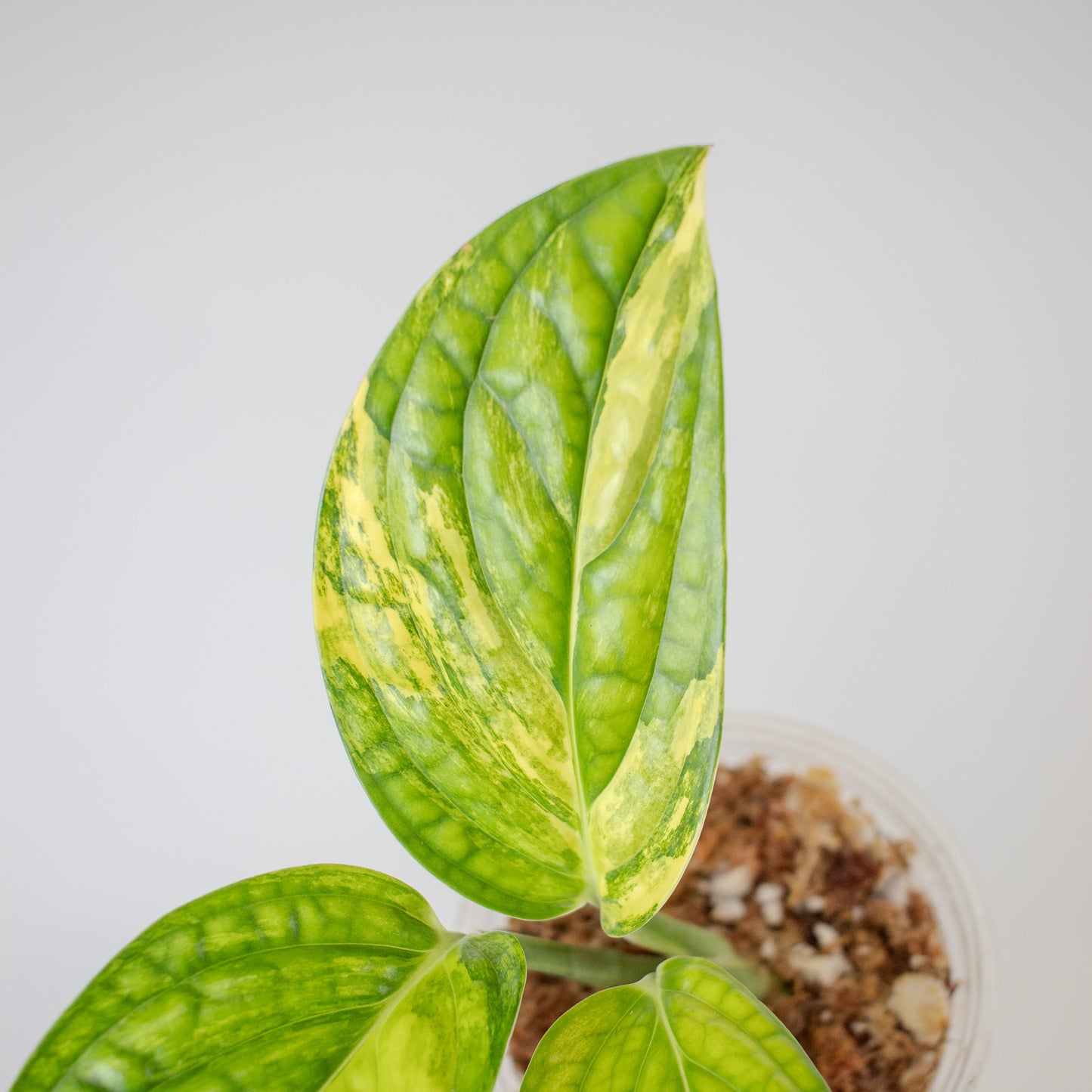 Monstera Peru Variegated (2504)