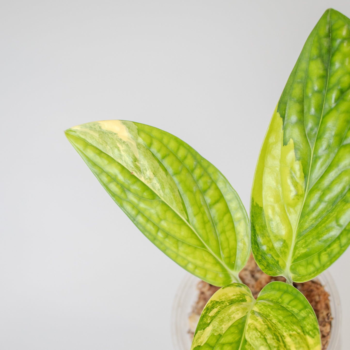 Monstera Peru Variegated (2504)