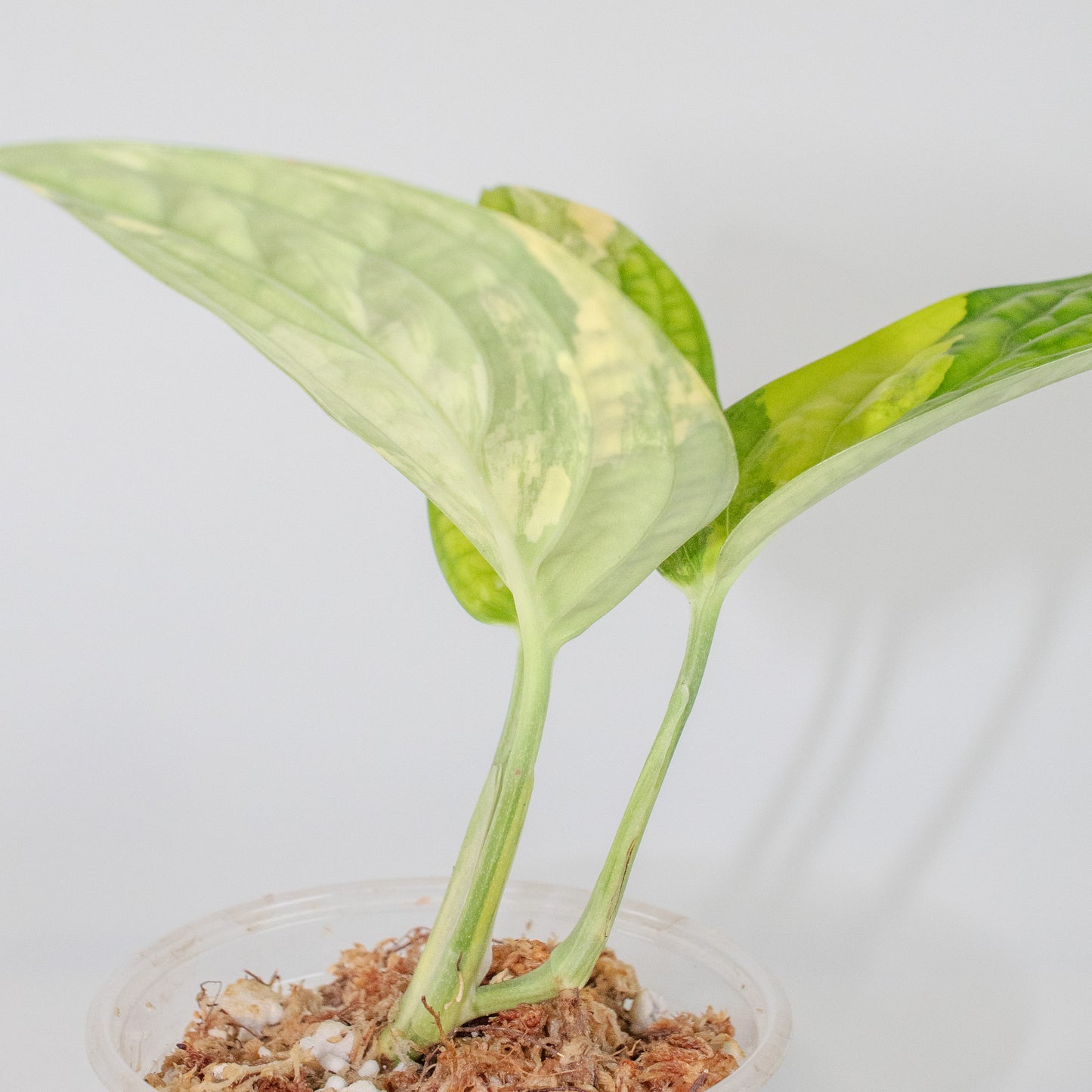 Monstera Peru Variegated (2504)