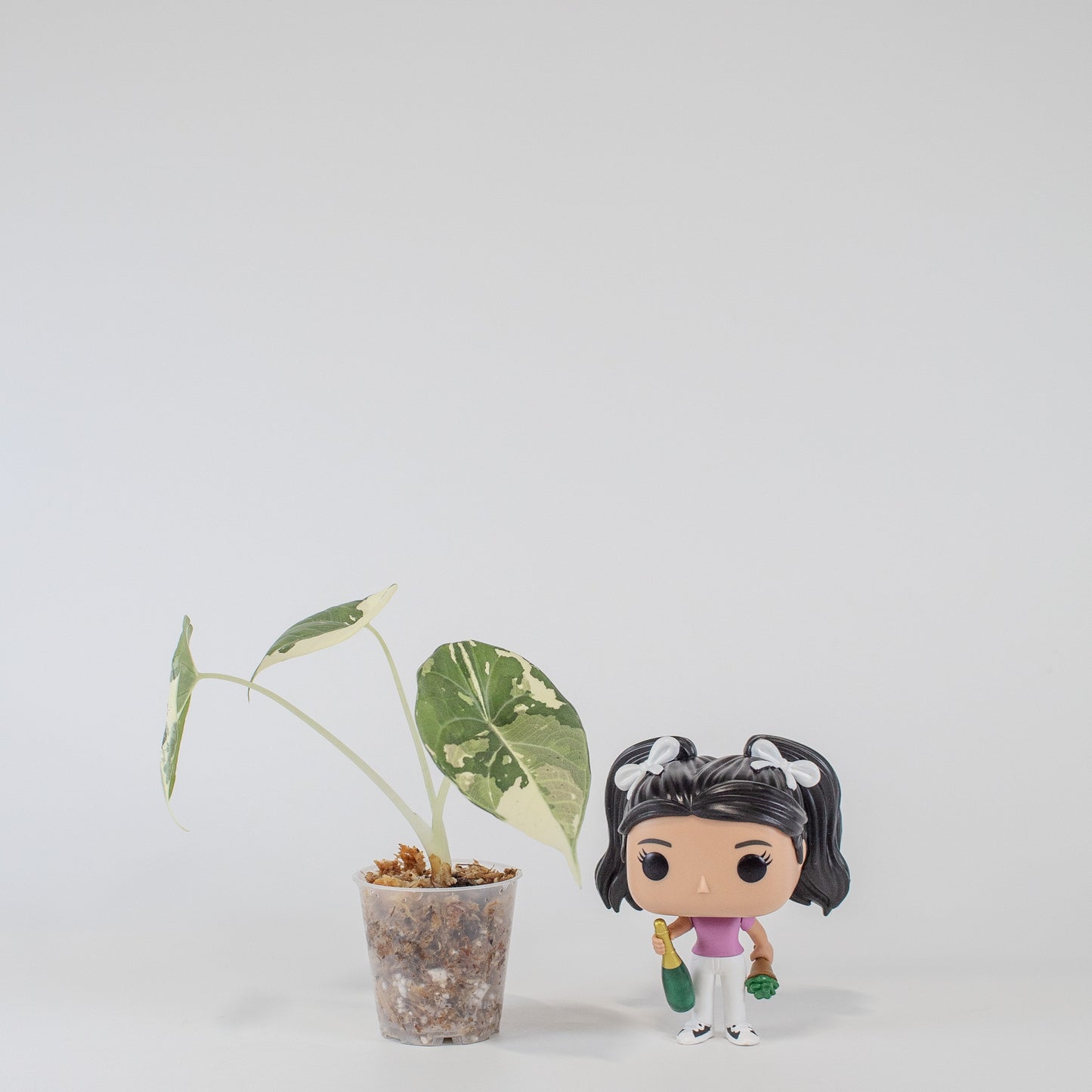 Alocasia Maharani Albo Variegated *Growers Choice*