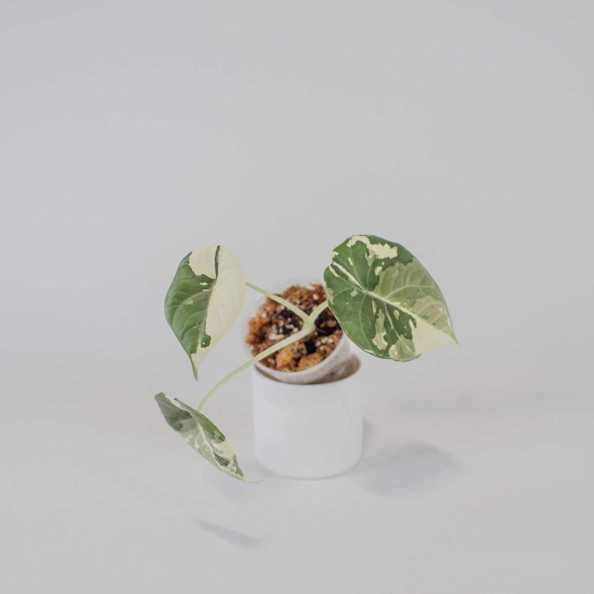 Alocasia Maharani Albo Variegated *Growers Choice*