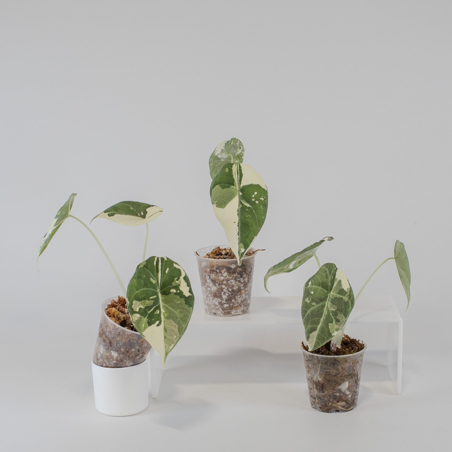 Alocasia Maharani Albo Variegated *Growers Choice*
