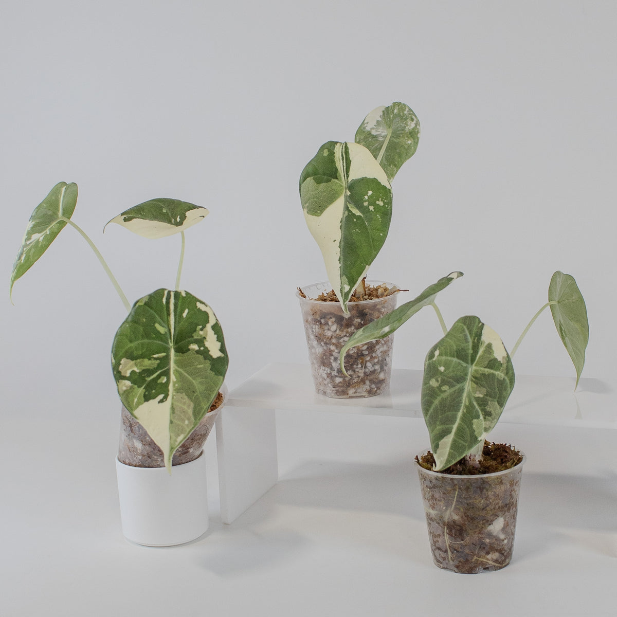 Alocasia Maharani Albo Variegated *Growers Choice*
