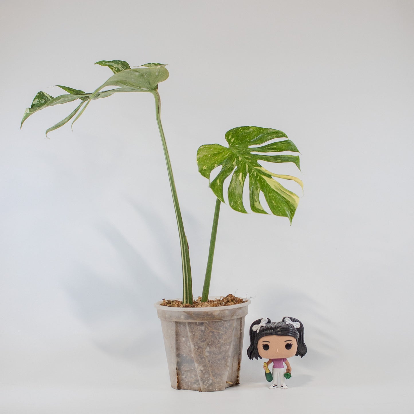 Monstera Deliciosa 'Medusa' (2518)