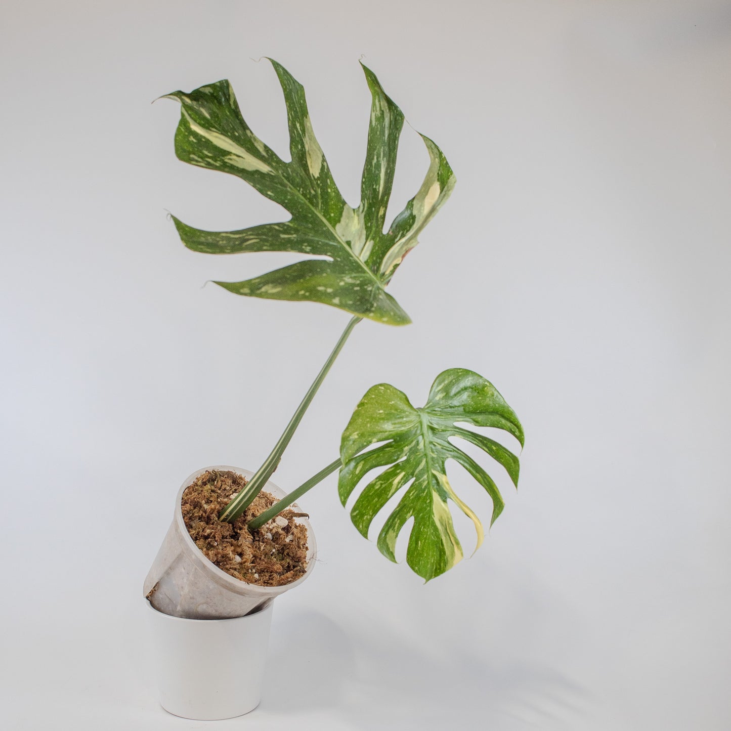 Monstera Deliciosa 'Medusa' (2518)