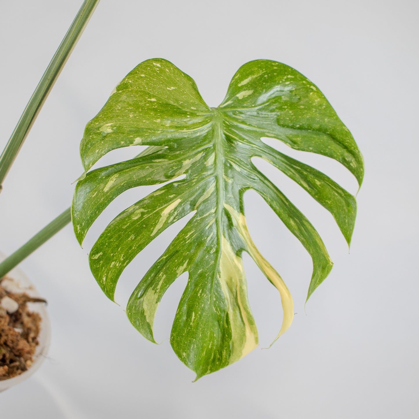 Monstera Deliciosa 'Medusa' (2518)