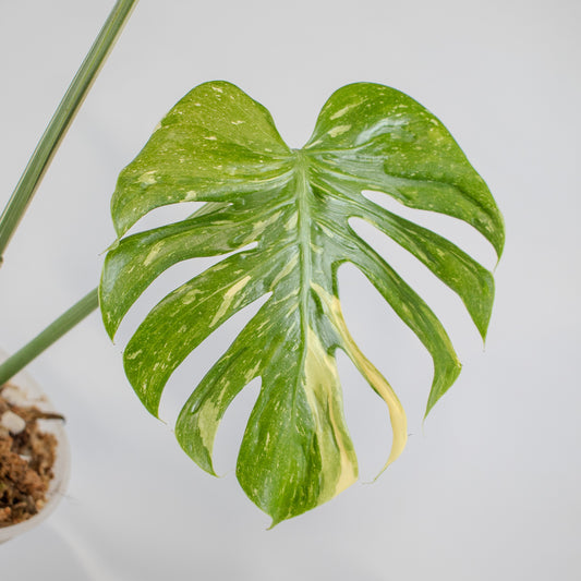 Monstera Deliciosa 'Medusa' (2518)