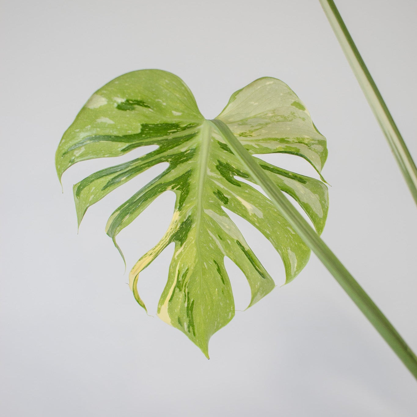 Monstera Deliciosa 'Medusa' (2518)
