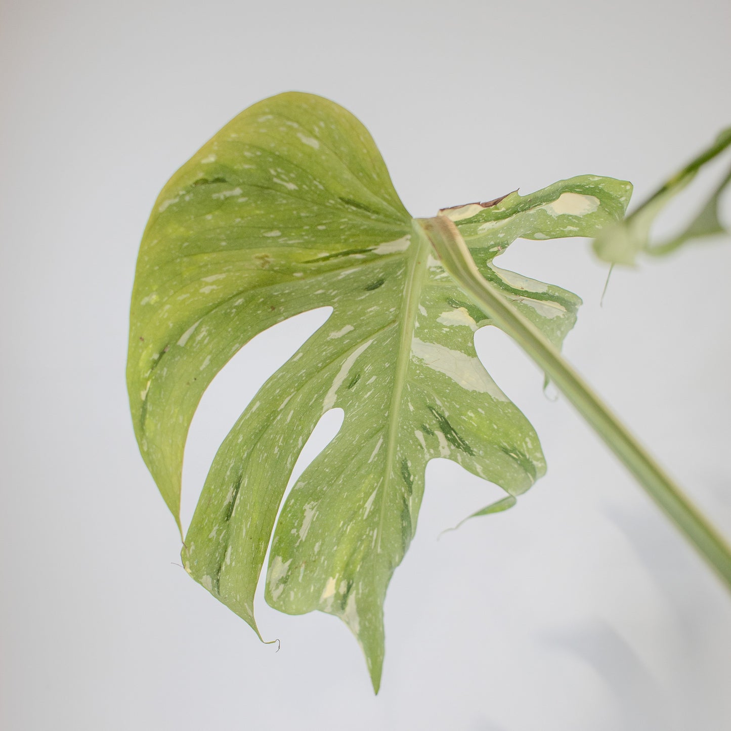 Monstera Deliciosa 'Medusa' (2518)